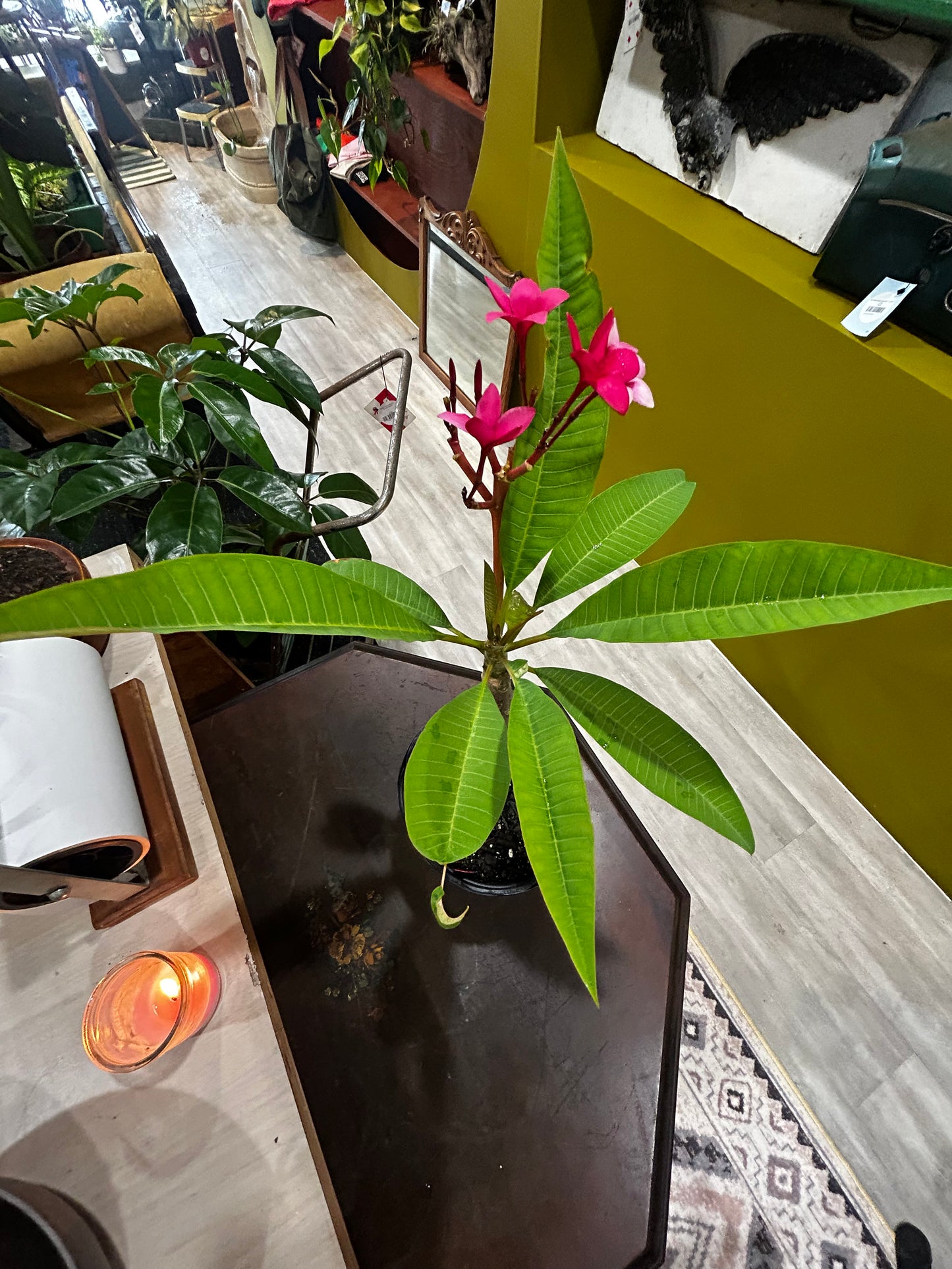 Plumeria Pink and Yellow