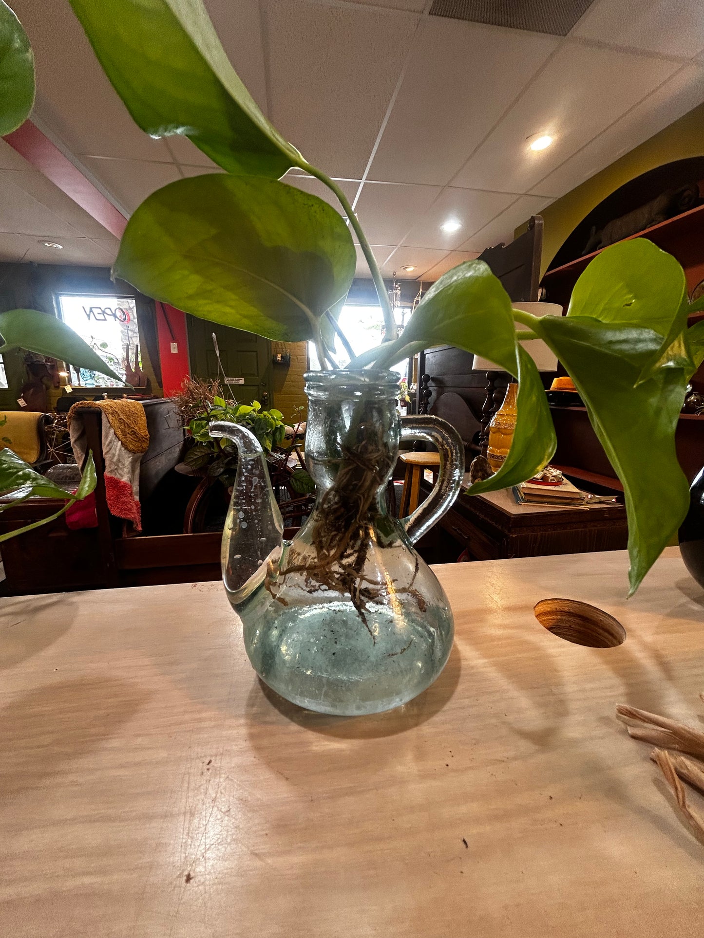 Pothos in Vintage Aqua Blue Tea Glass