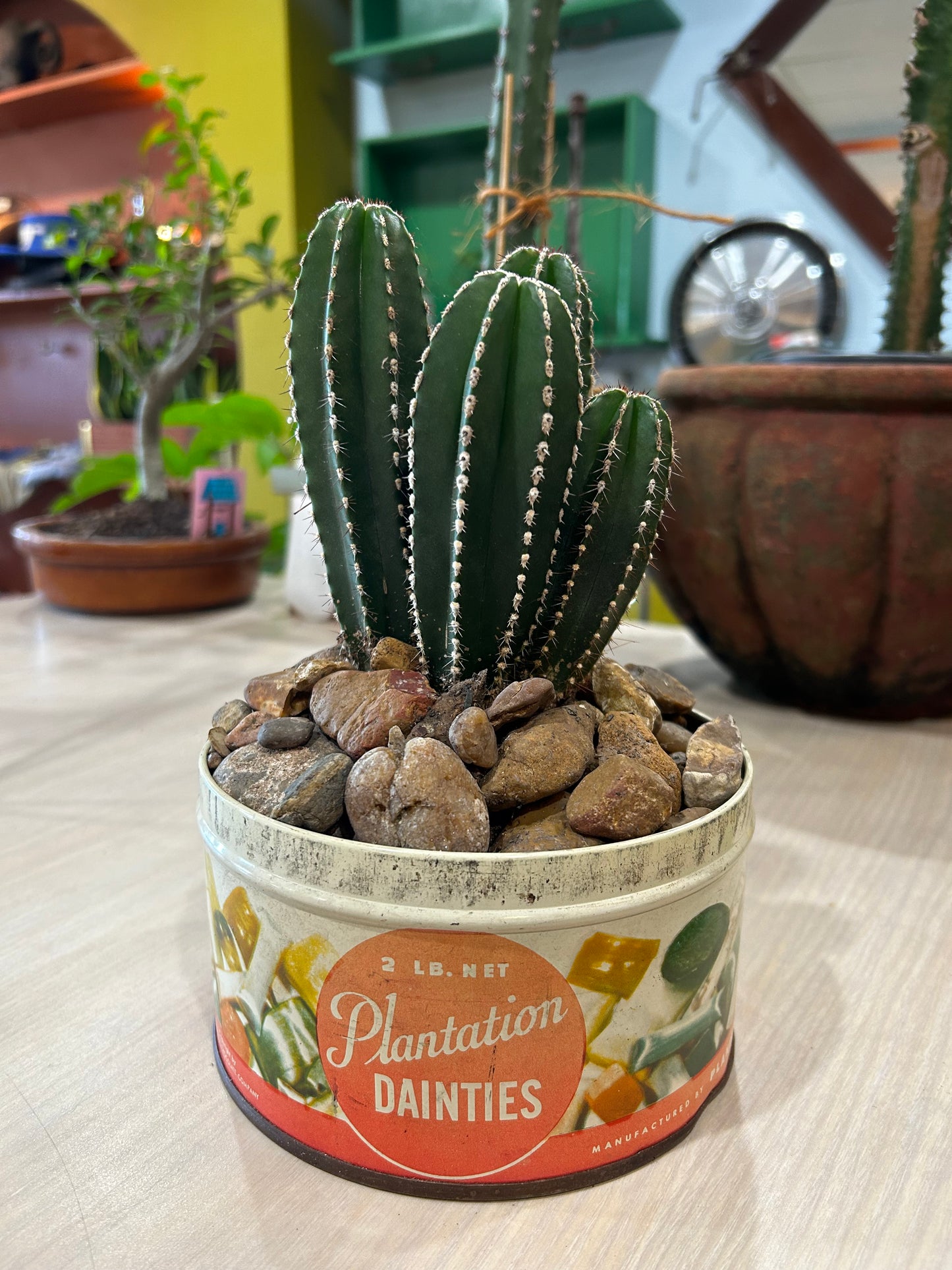 Mexican Fence Cactus