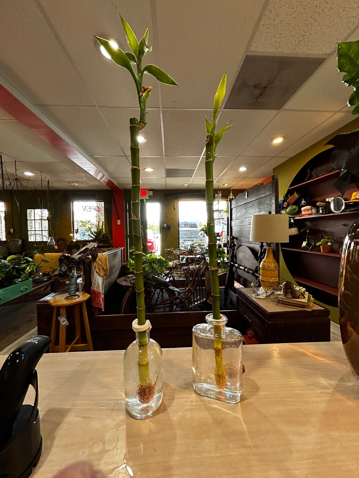 Rooted Bamboo in Water Vase