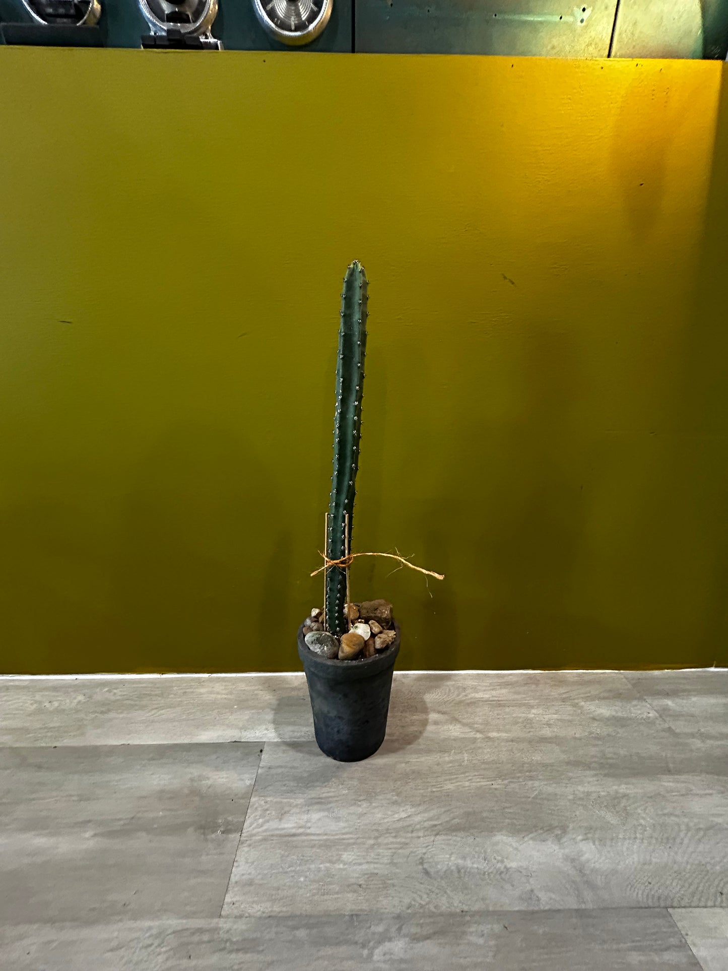 Harrisia Cactus in Stone Pot