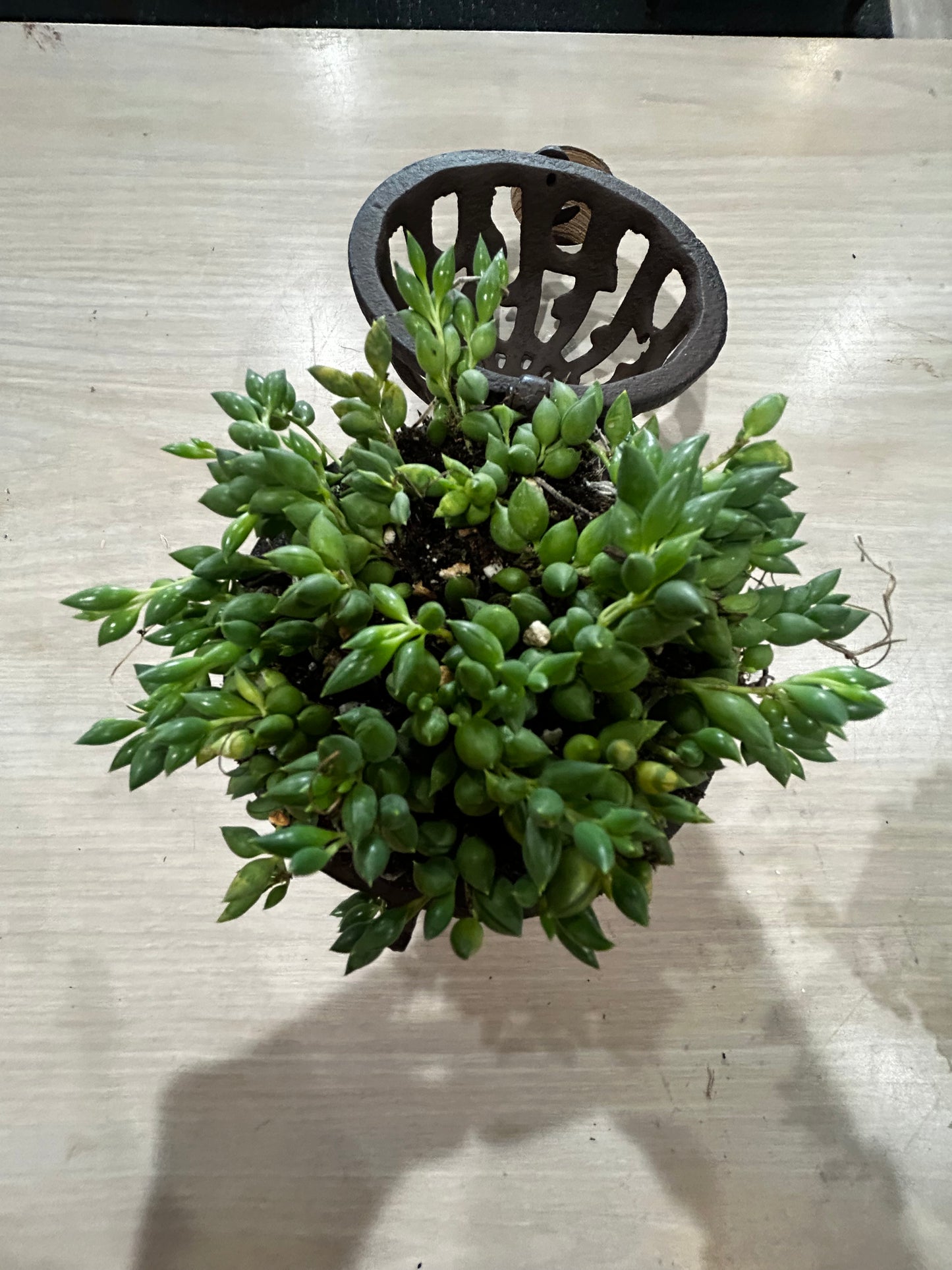 Strand of Pearls in Antique Cast Iron String Dispenser