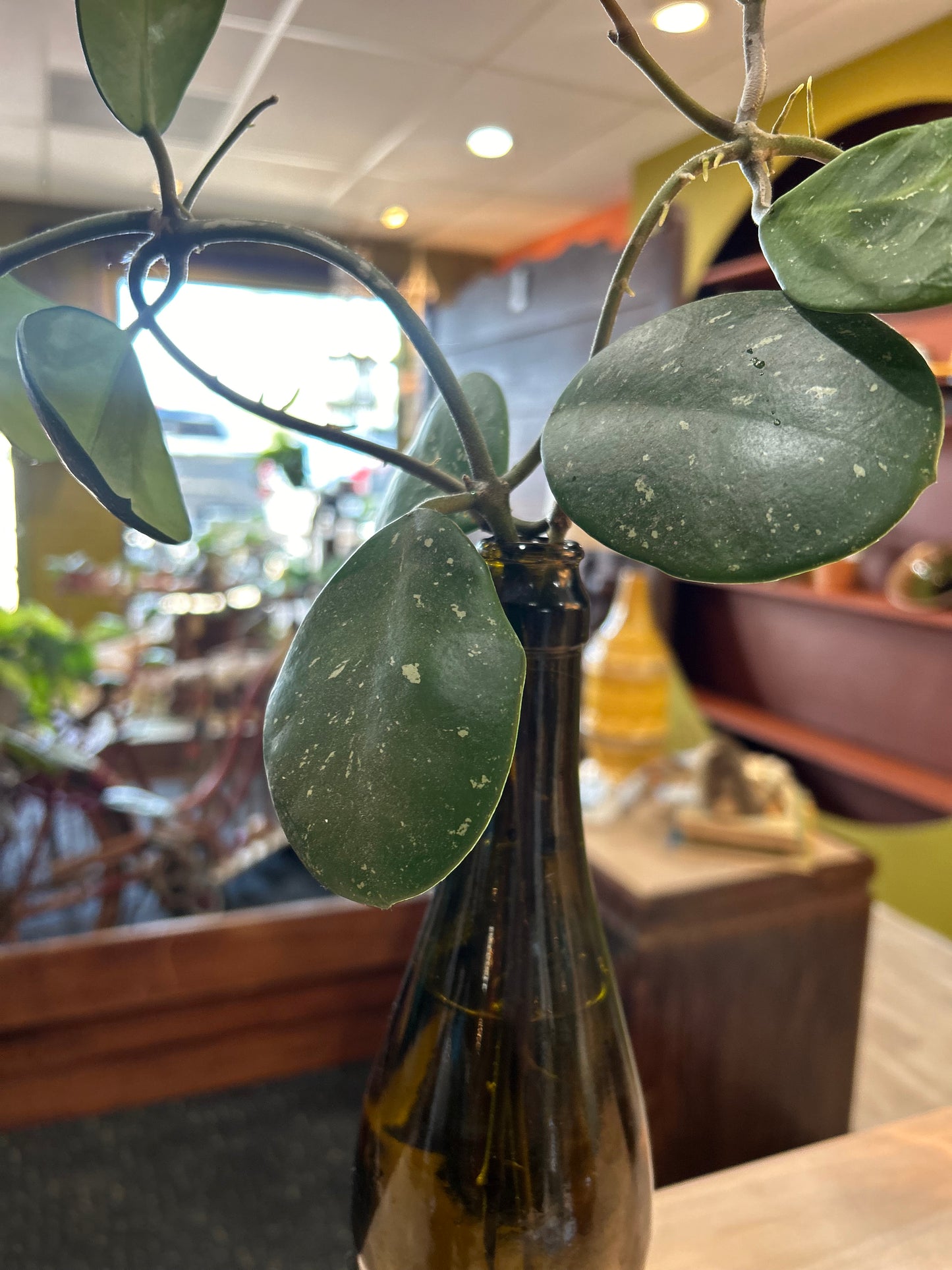 Rooted Hoya in Water- Brown Glass Bottle