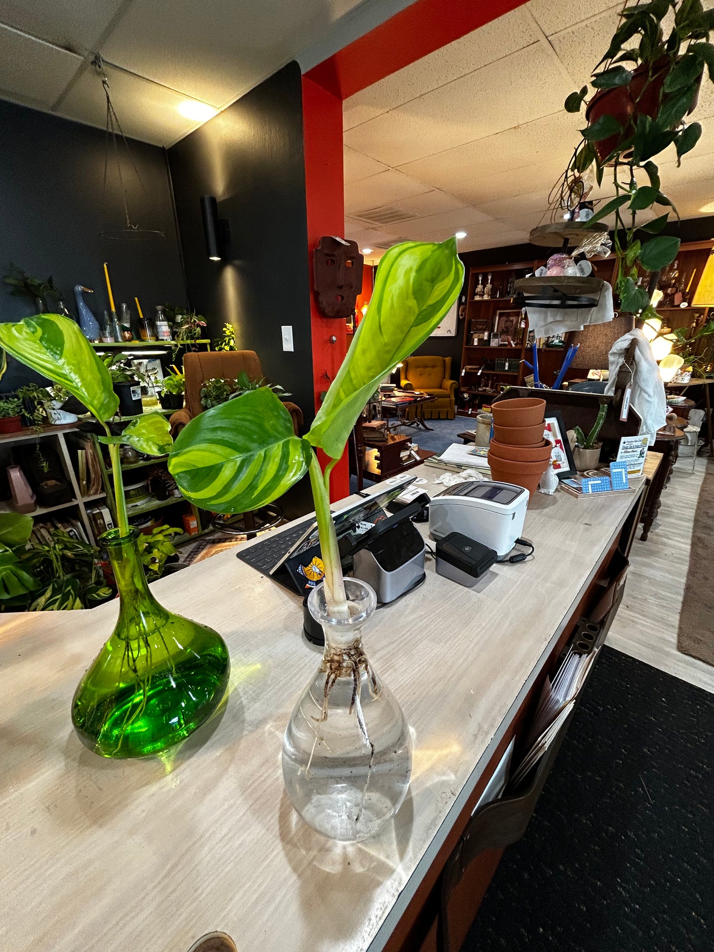 Rooted Calathea in Water