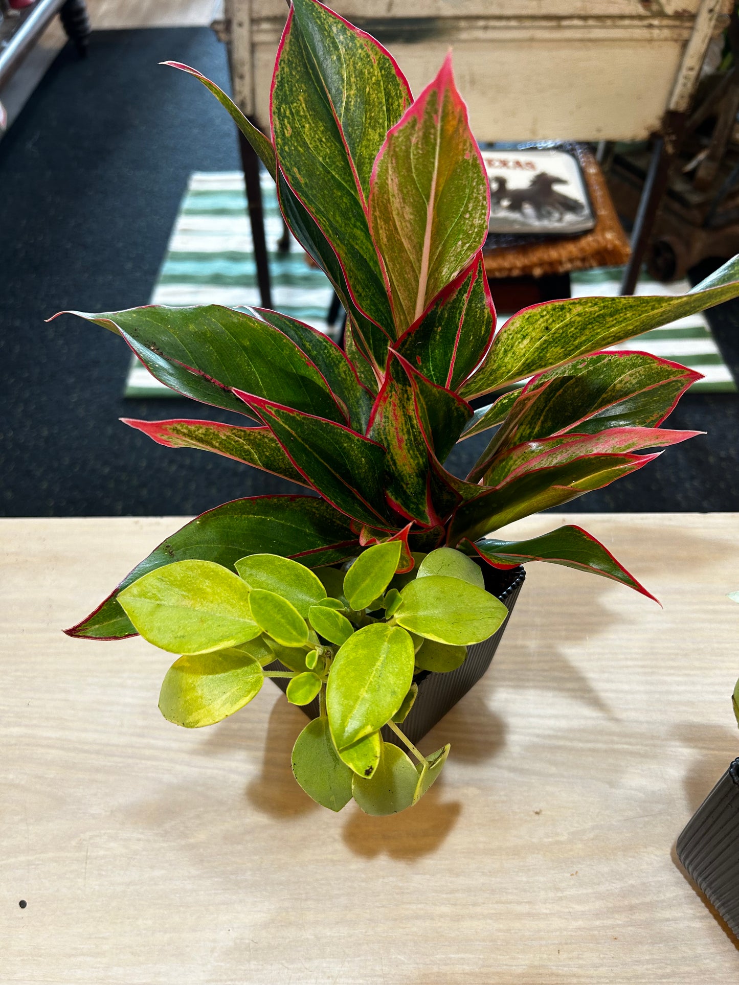 Variegated Peperomia and Algaonema
