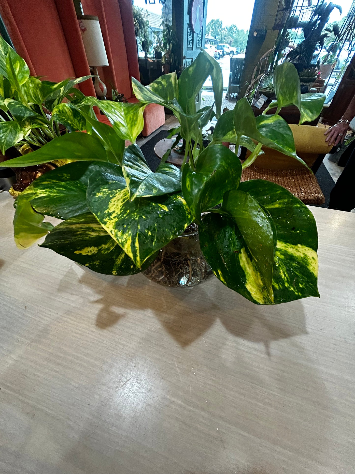 Rooted Pothos in Fishbowl