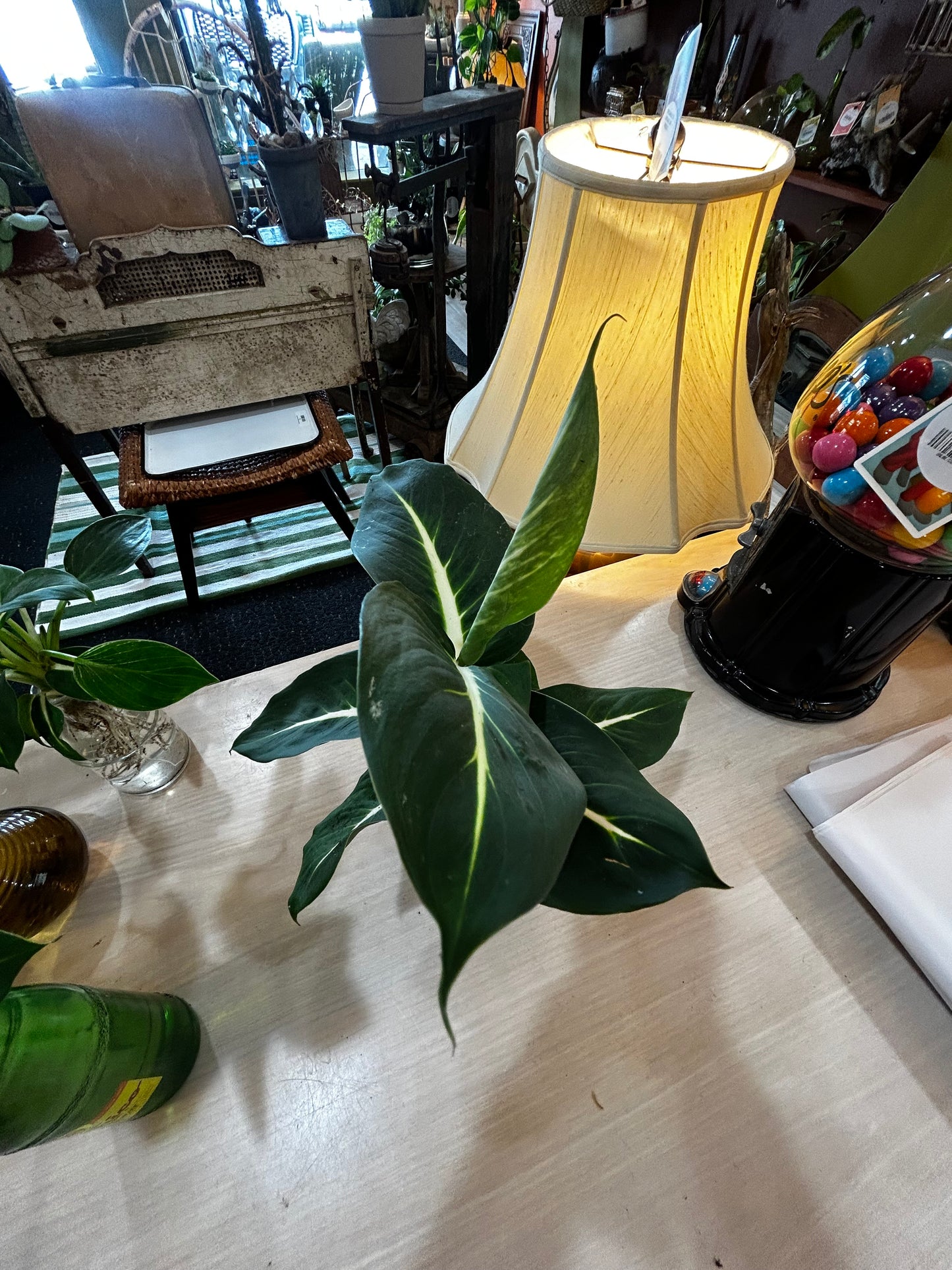 Rooted Dieffenbachia in Vintage Medicine Glass