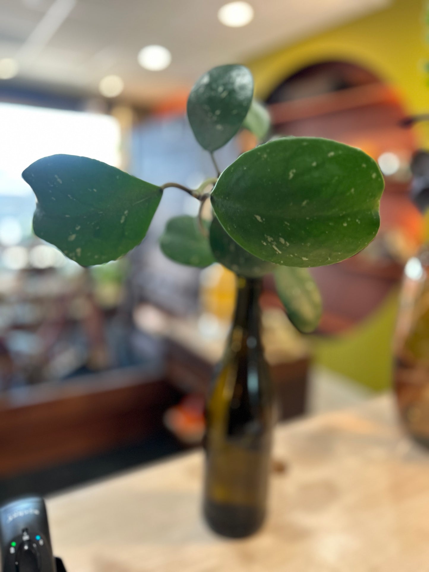 Rooted Hoya in Water- Brown Glass Bottle