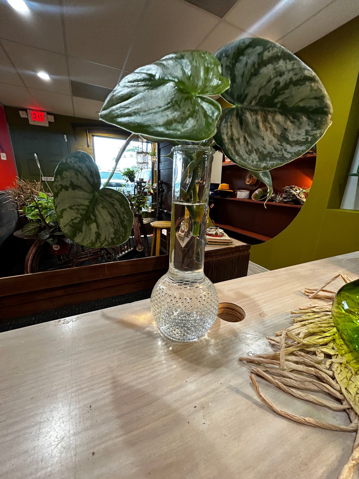Philodendron Silver Princess in Bubble Glass Vase with Water