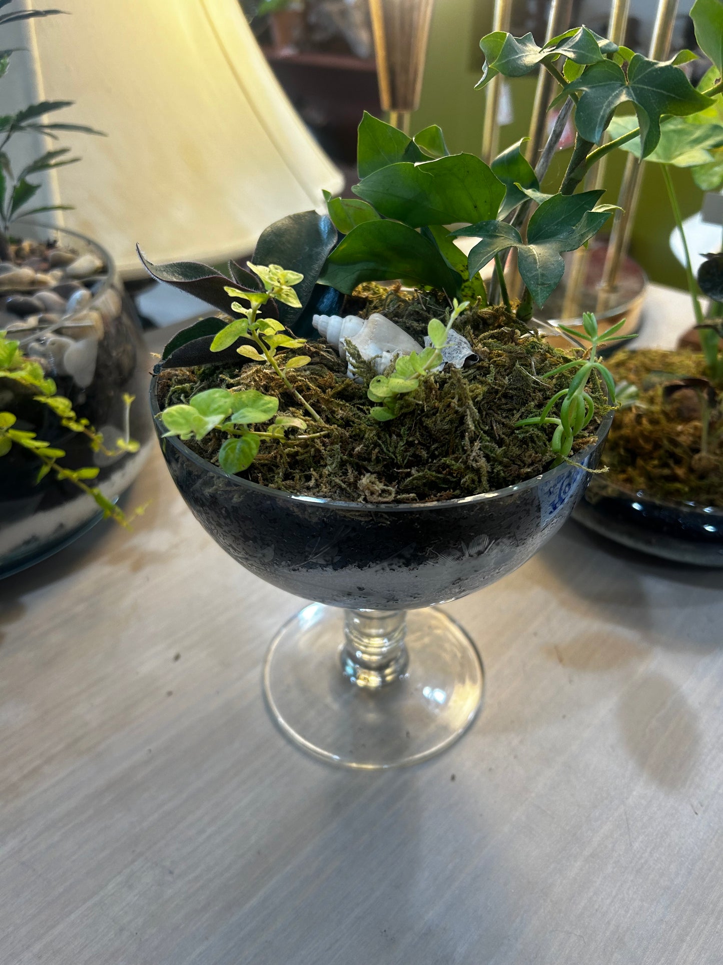Margarita Terrarium- Creeping Jenny, Philendendron, Purple Heart