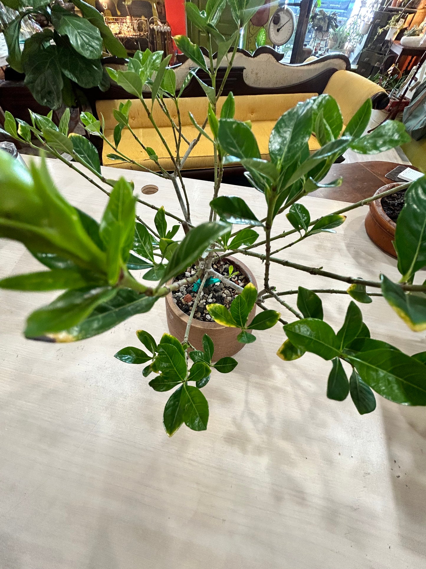 BONSAI Ficus in Concrete Planter