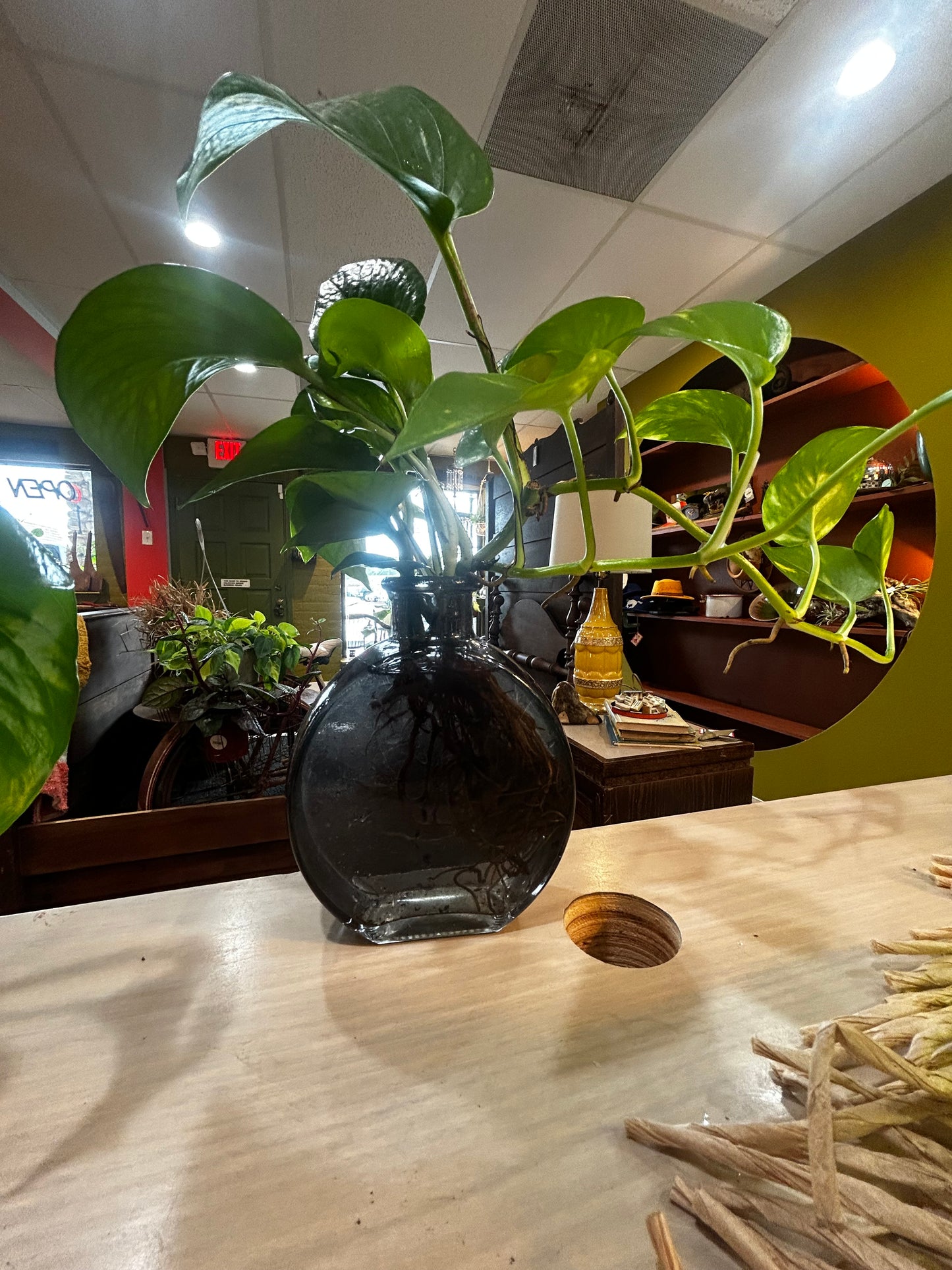 Rooted Pothos in Onyx Circle Glass