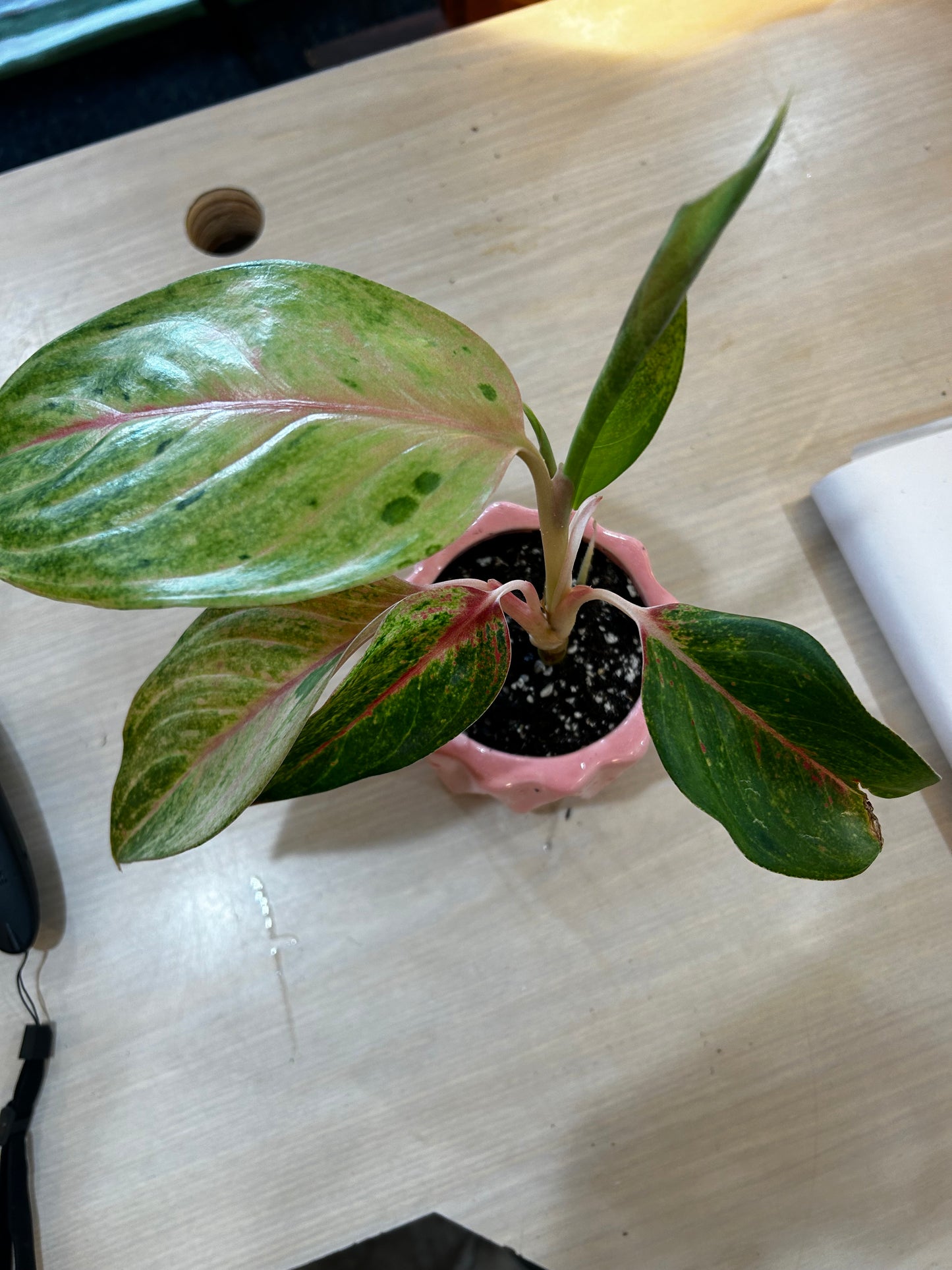 Pink Algaonema in Pink Pot