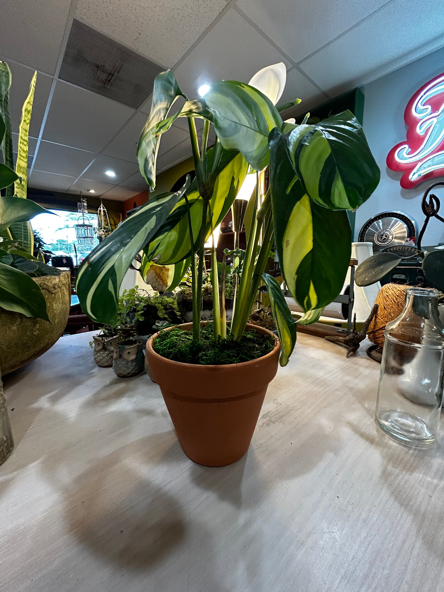 Guacamole Hosta in Terracotta Potta