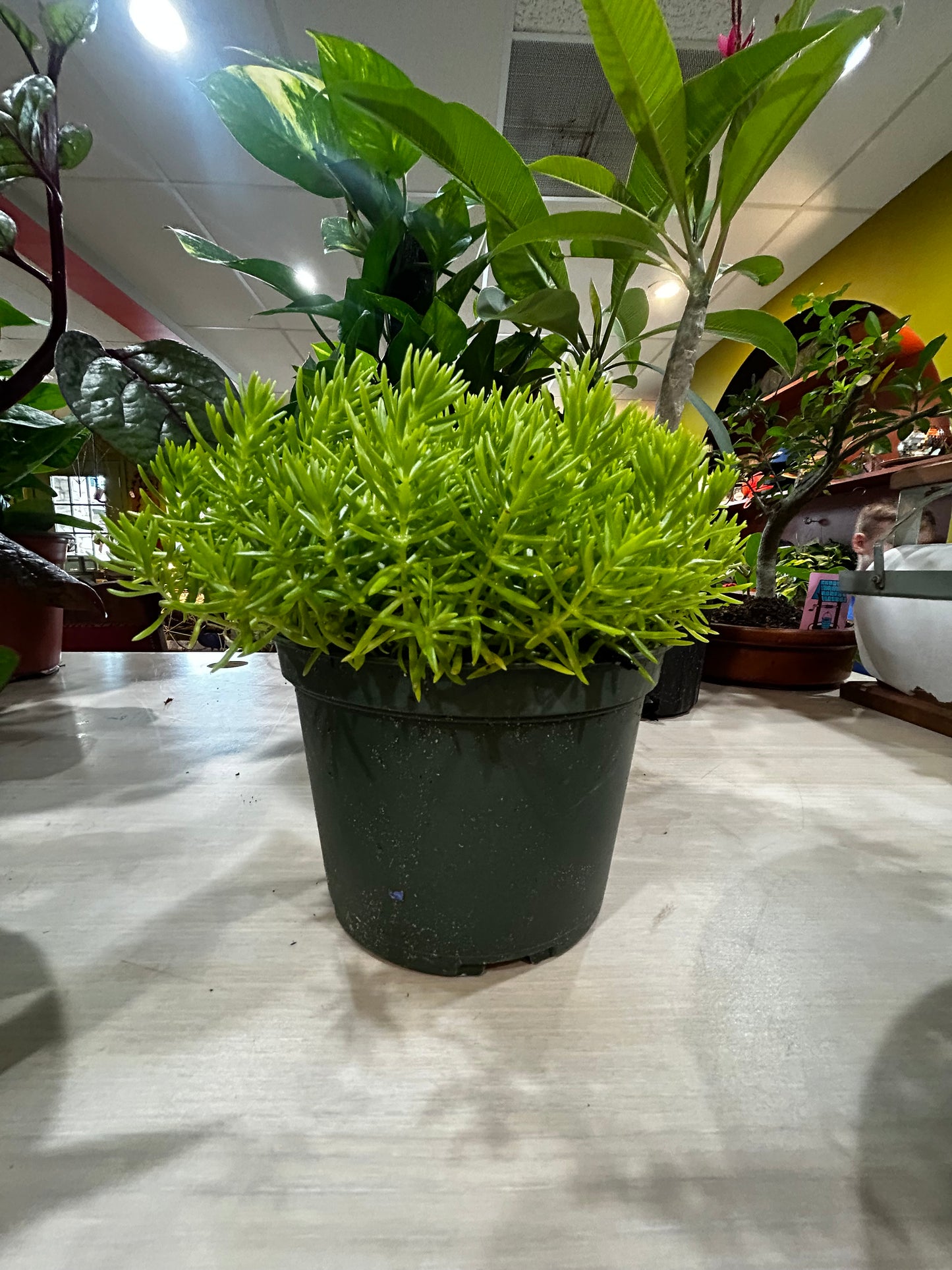 Sedum