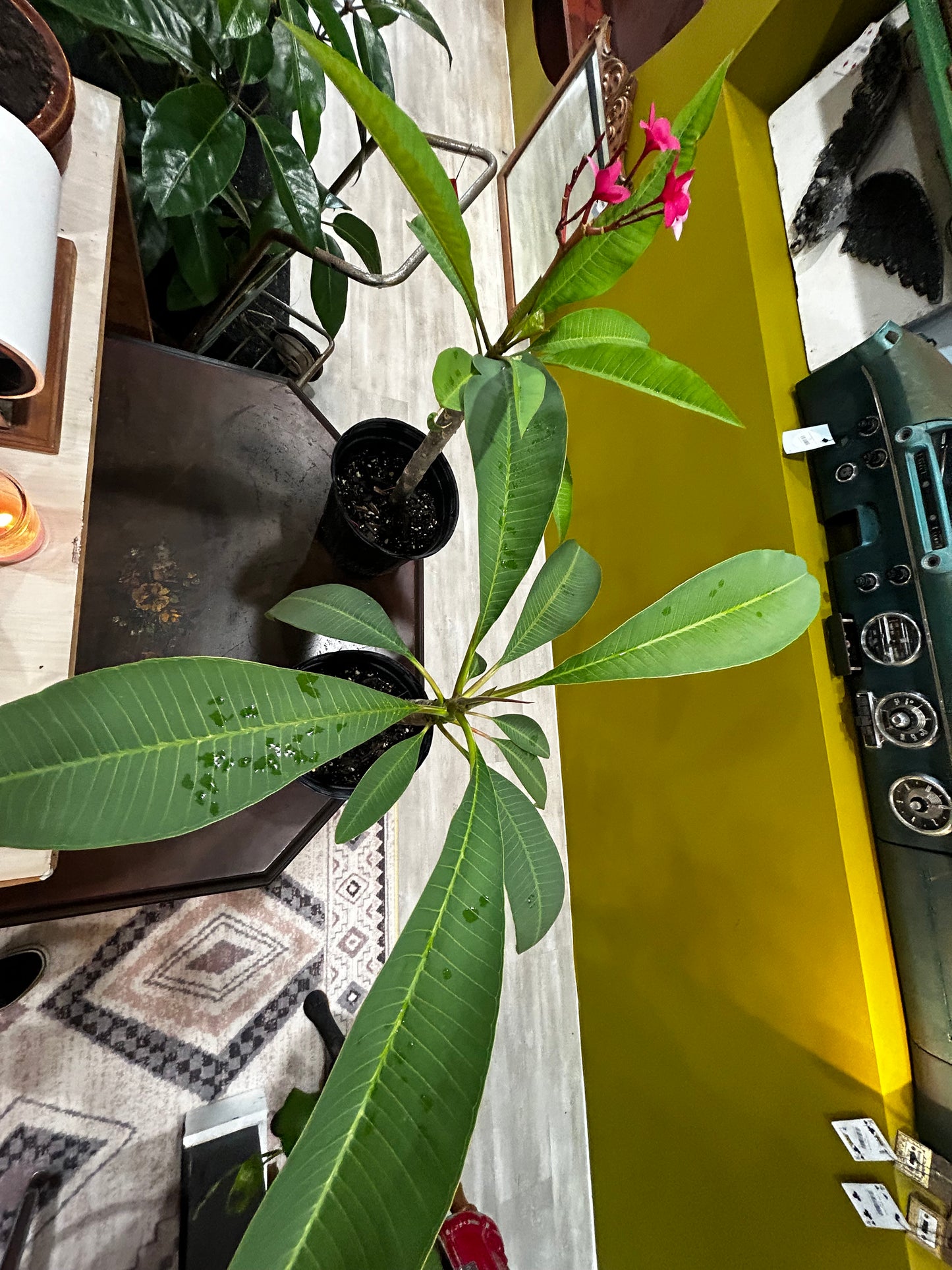 Plumeria Pink and Yellow
