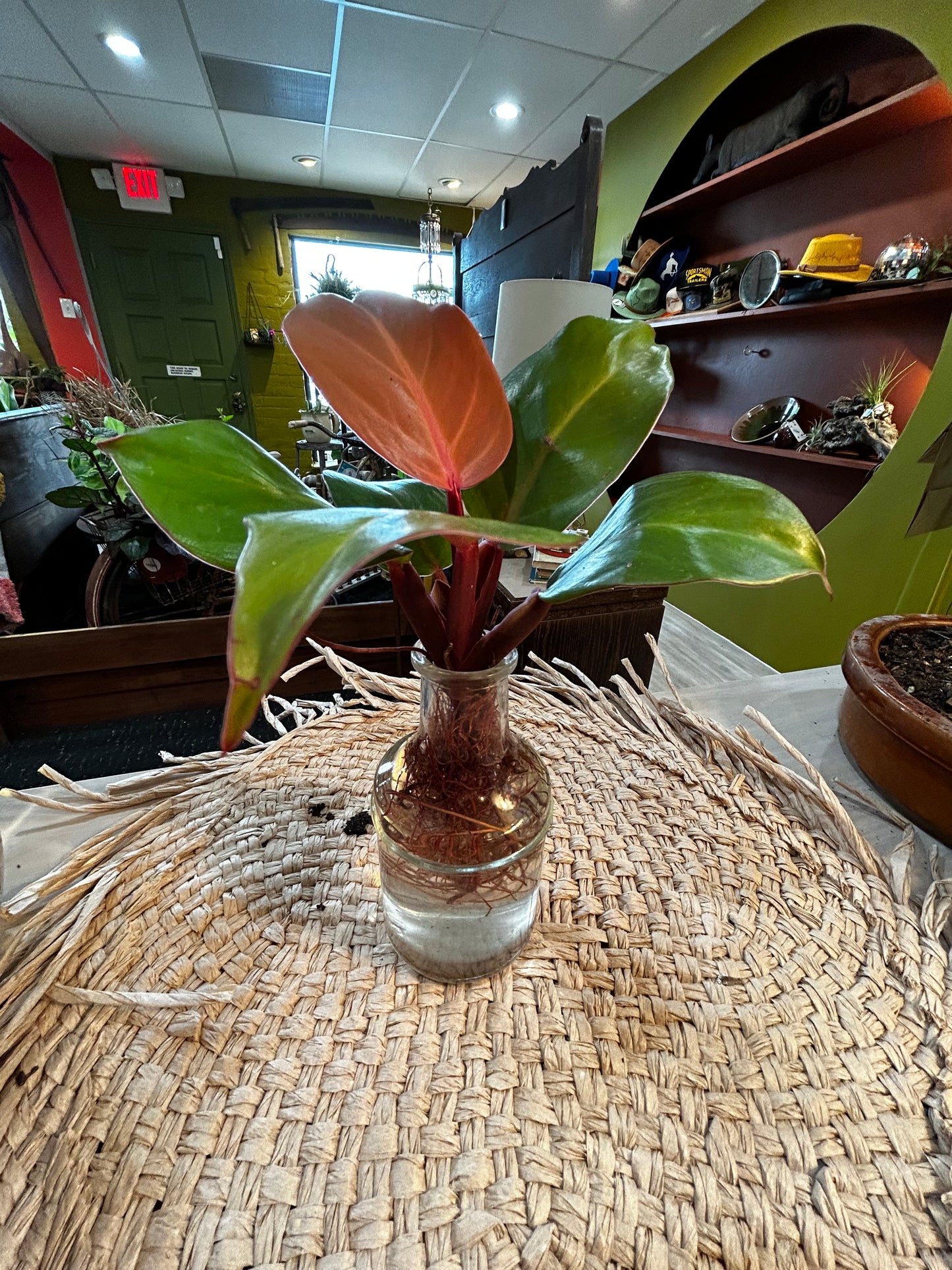 Rooted Blushing Philodendron in Water