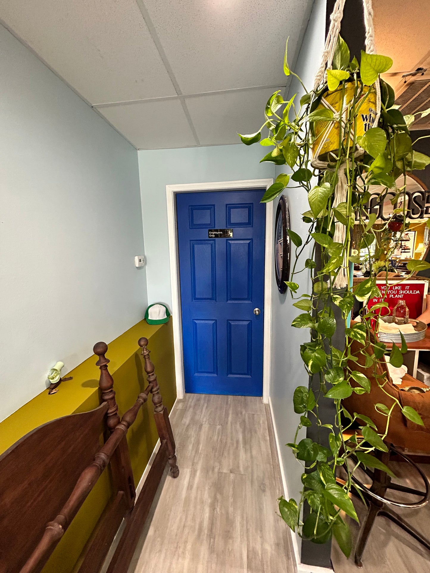Pothos in Vintage Cracker Tin- Macrame Hanger