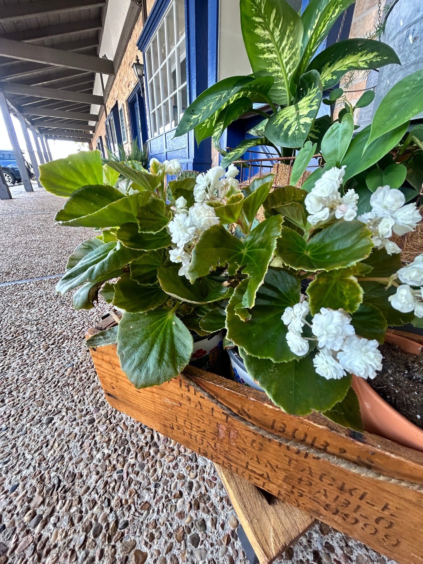 White Bunch Begonia