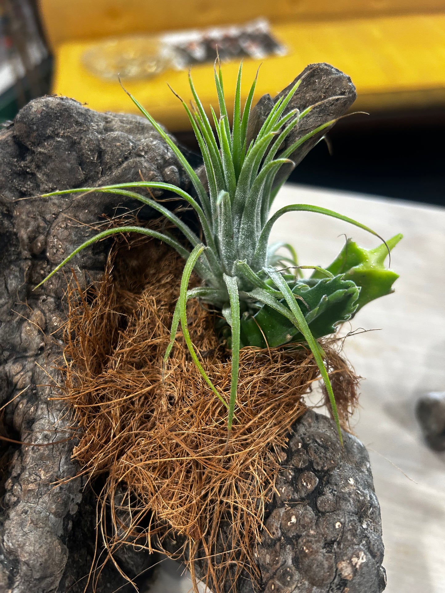 Bunny Ear Cactus, Star Cactus, Air Plant in Cactus Skelaton- Coconut Husk