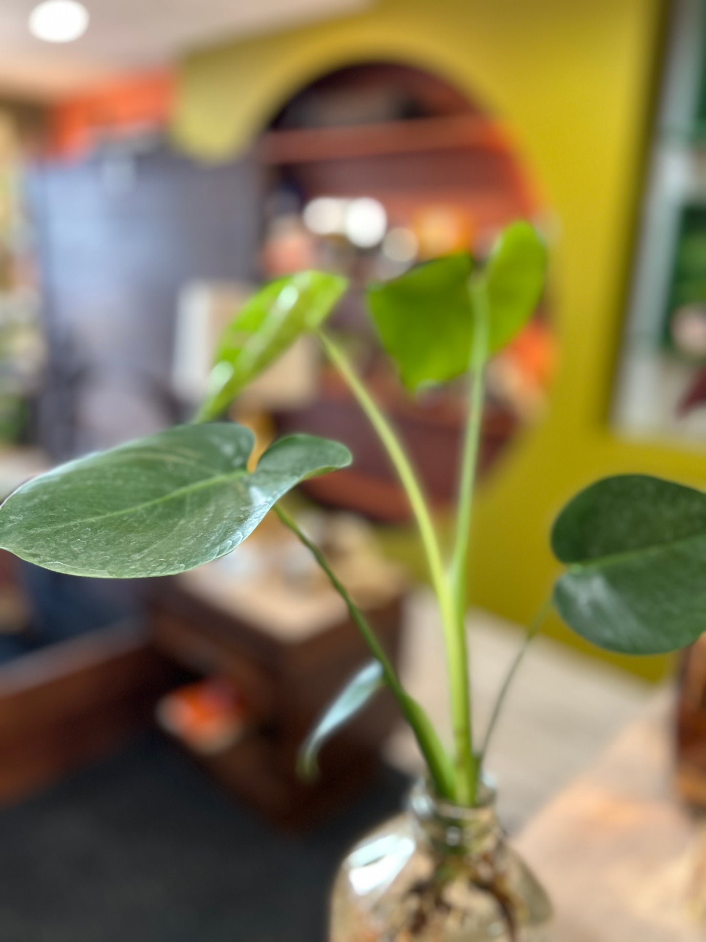 Split Leaf Philodendron in Recycled Vase