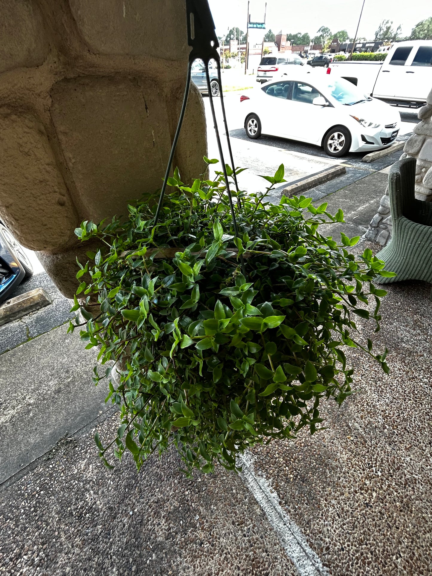 Baby Wandering Jew in Hanging Pot
