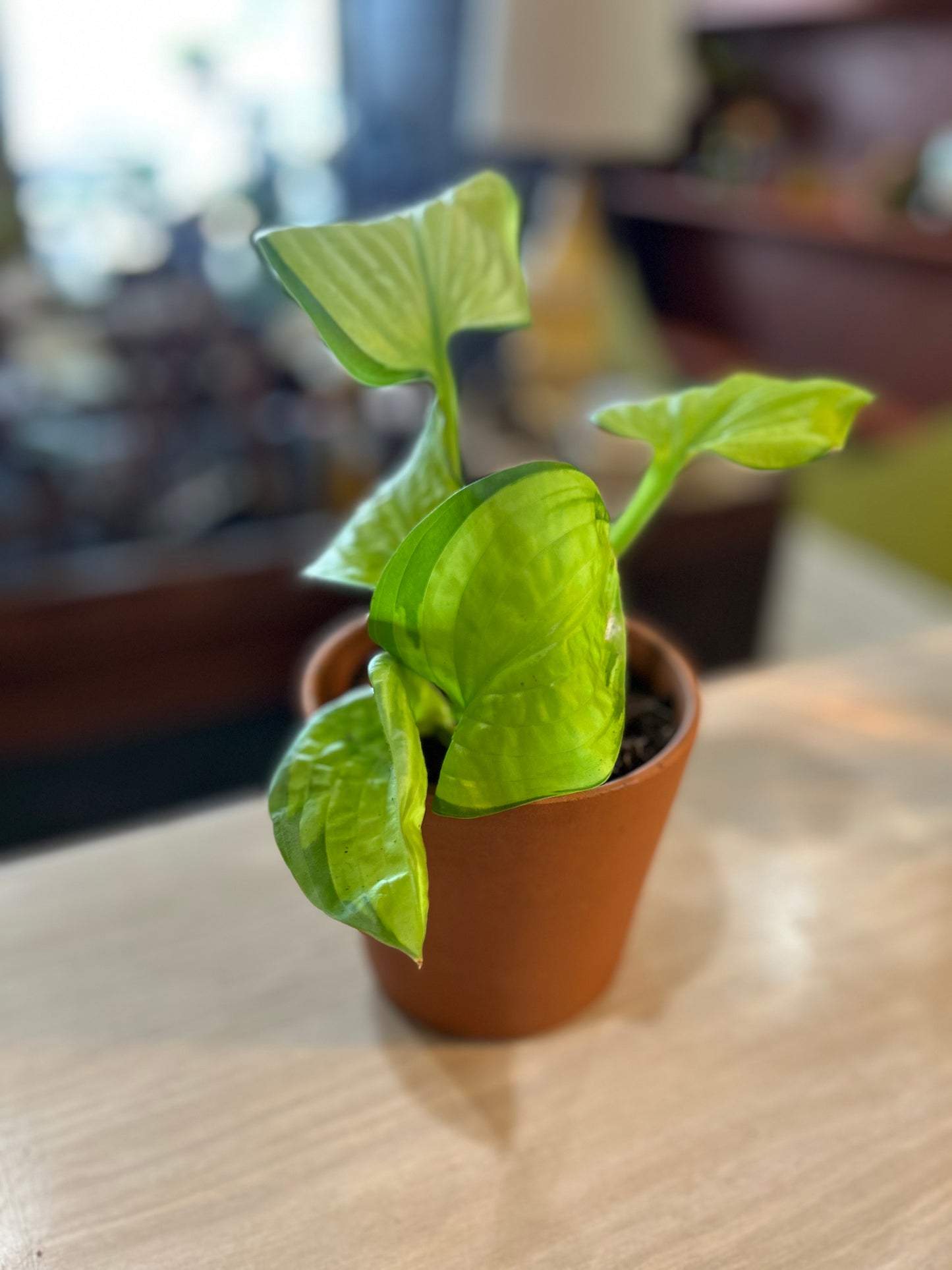 Guacamole Hosta in Terracotta
