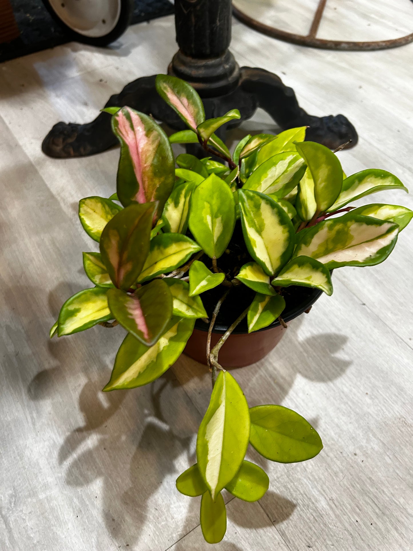 Tricolor Variegated Hoya