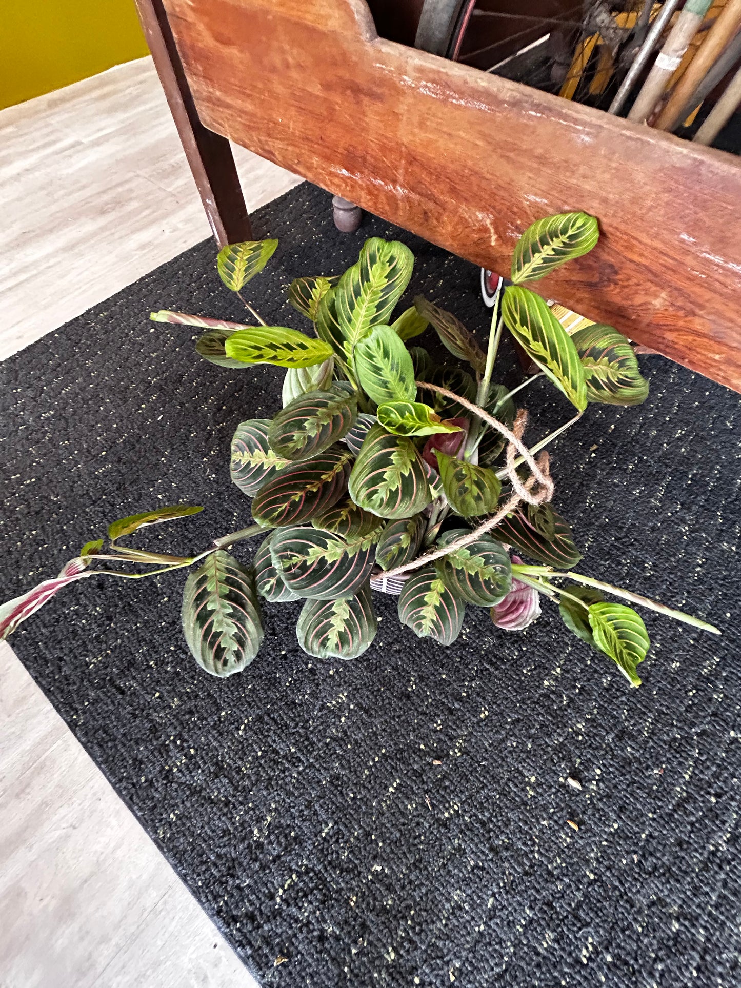Large Maranta in Hanging Pot