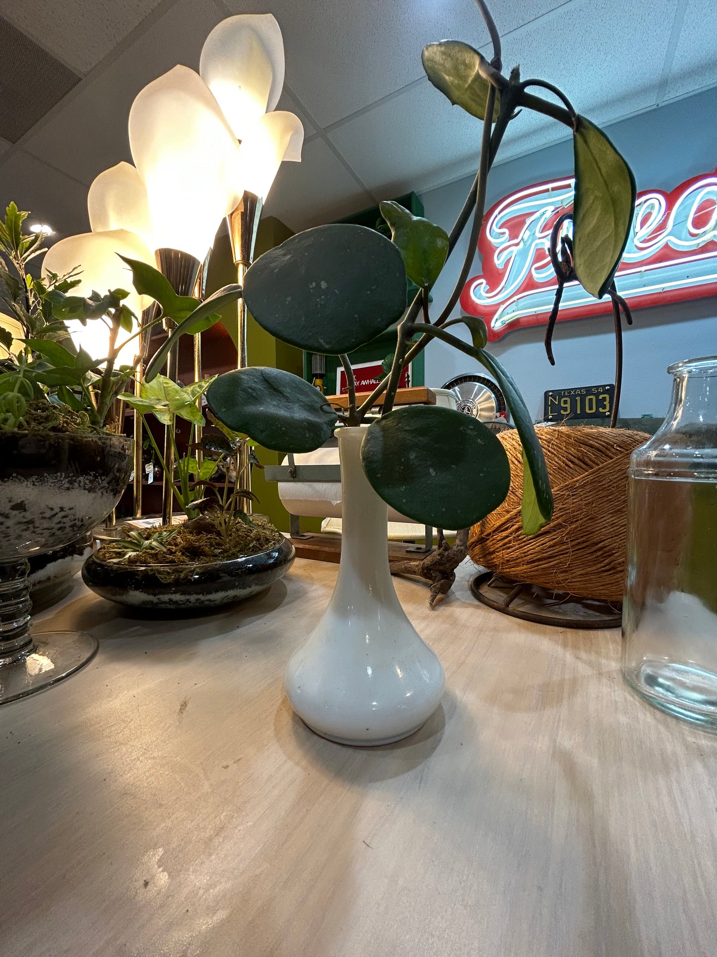 Hoya in Vintage White Vase
