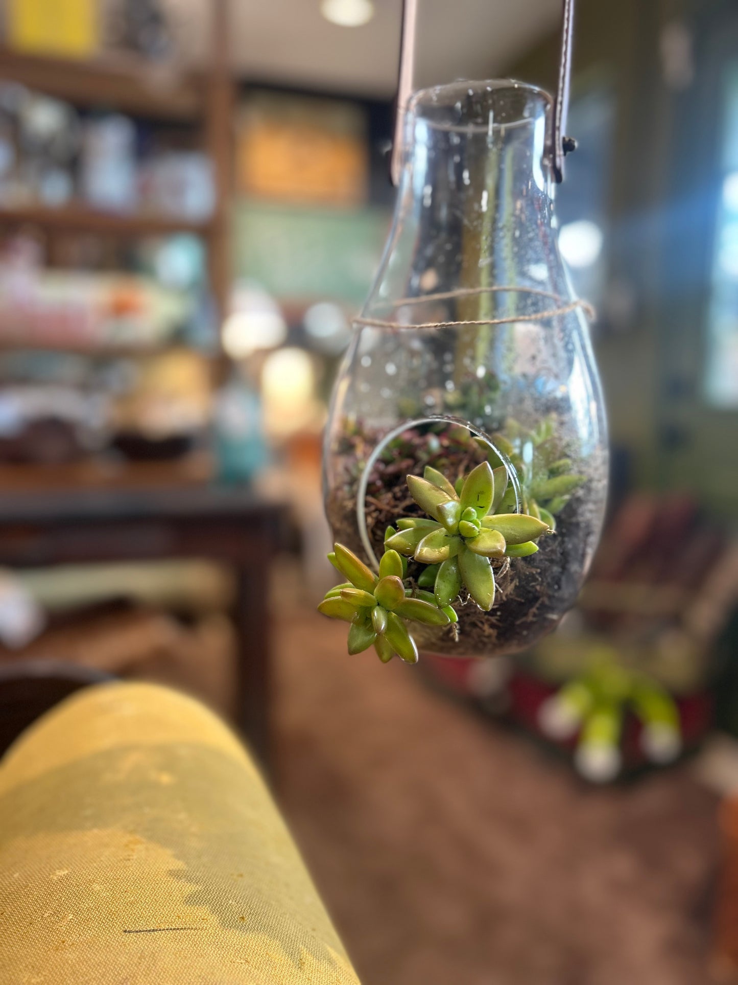 Mini Jade and Golden Seedum in Glass Hanging Terrarium