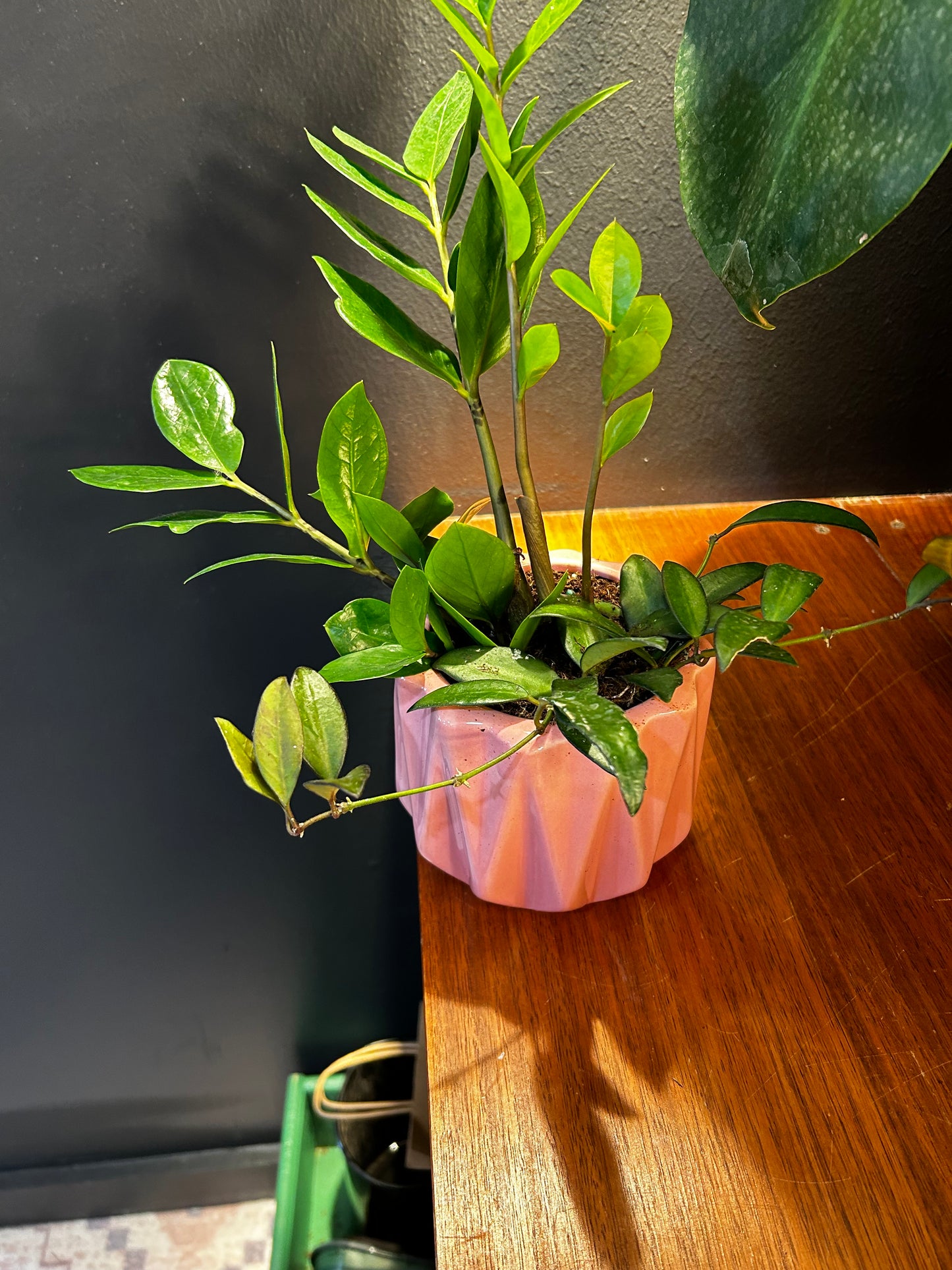 Creeping Hoya and Zanzibar in Pink Pot