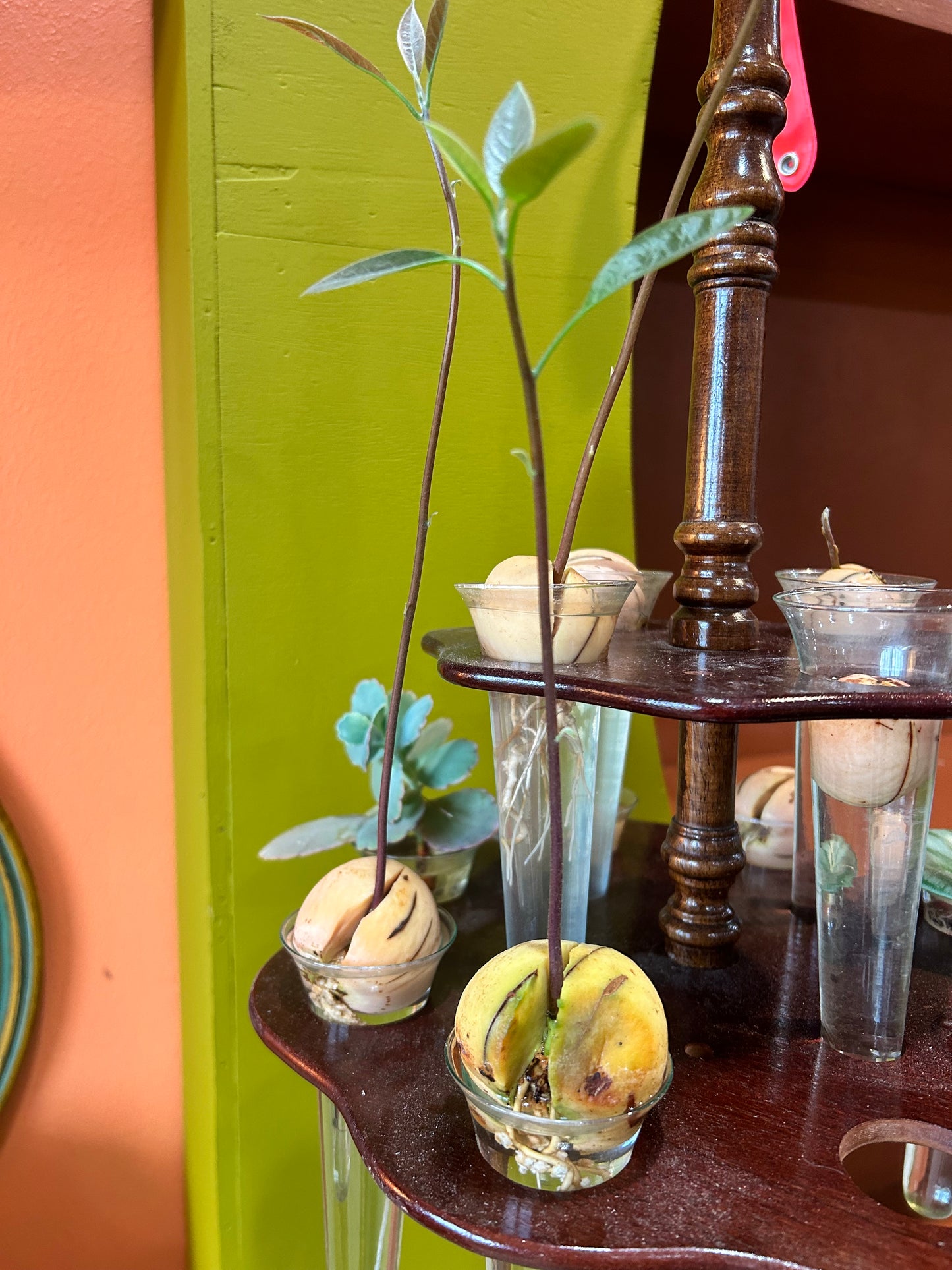 Avocado Tree Seedlings