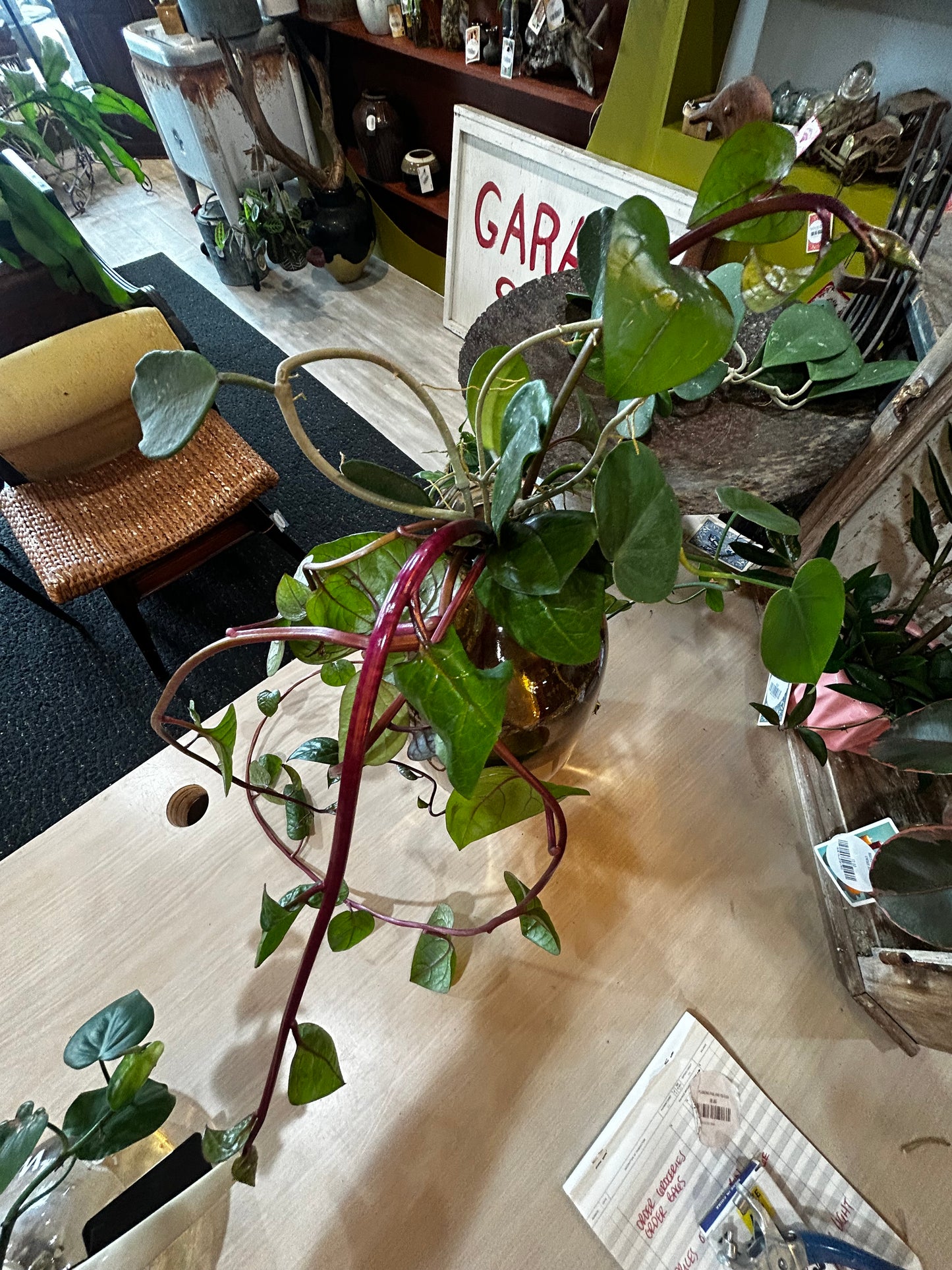 Thai Spinach/ Brazil Pothos/ Hoya in Large MCM Brown Vase