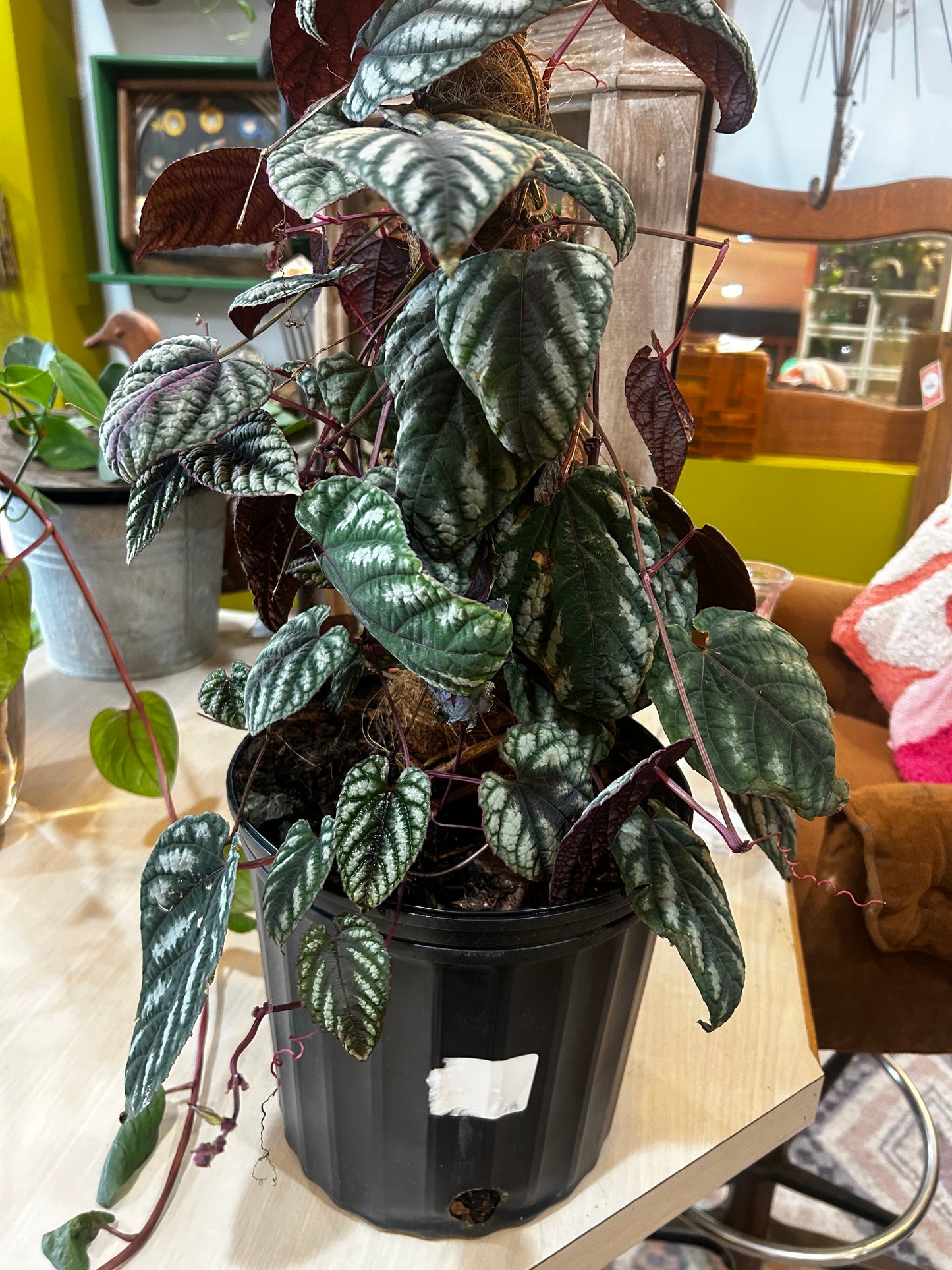 Large Rex Begonia