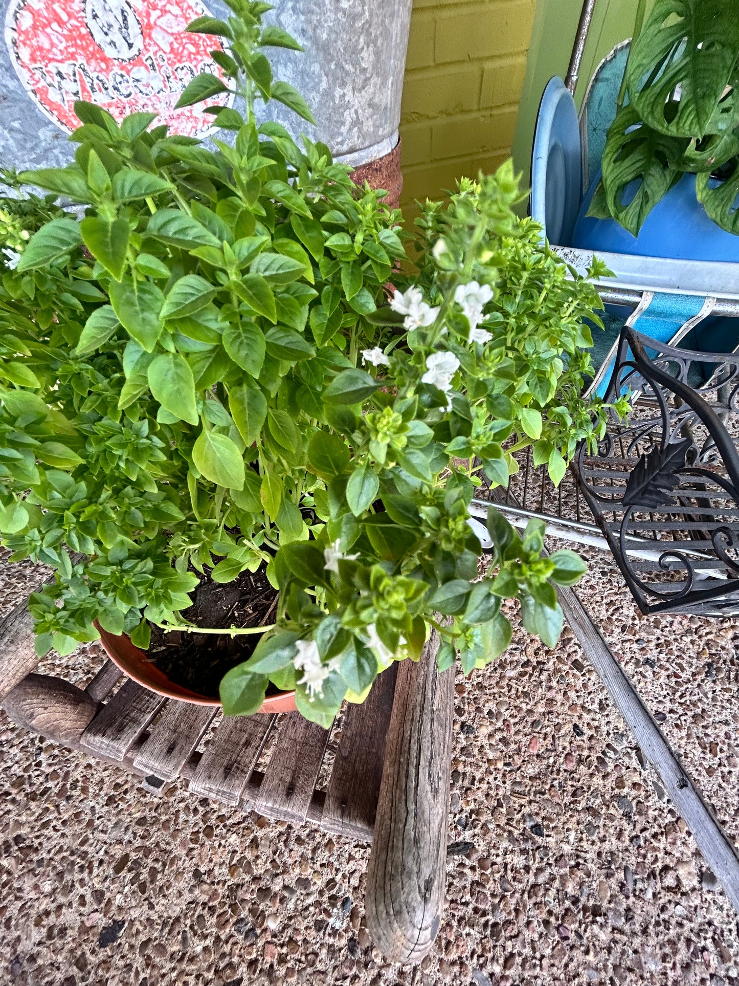 Bulk Baby Basil