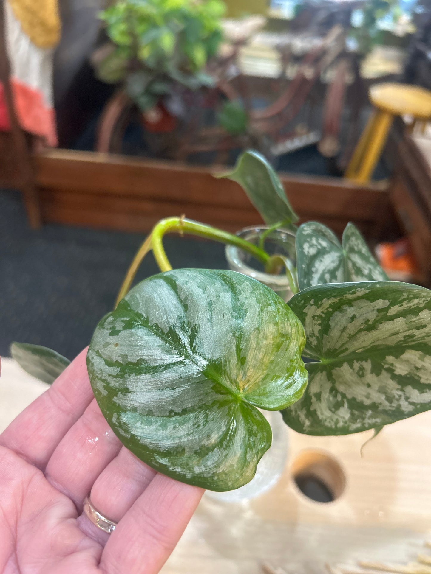 Philodendron Silver Princess in Bubble Glass Vase with Water