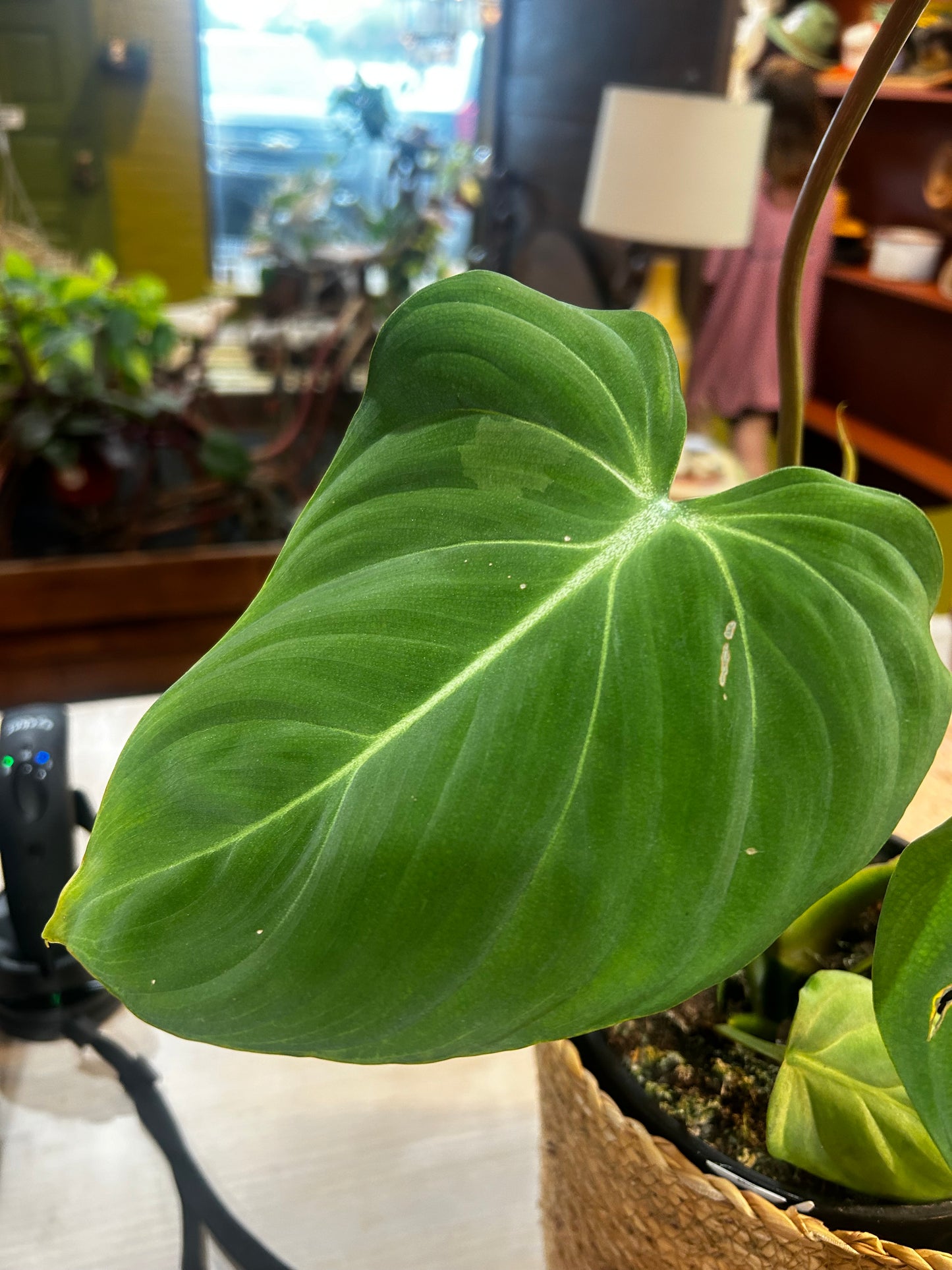 Philodendron Gloriosum Cuttings in Antique Ball Jar 1900’s