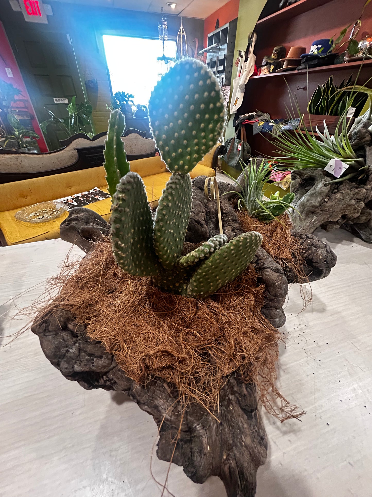 Bunny Ear Cactus, Star Cactus, Air Plant in Cactus Skelaton- Coconut Husk