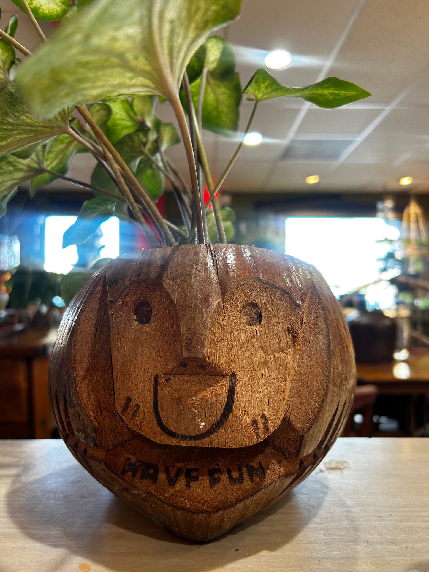 Arrowhead Plant- Monkey Coconut Planter