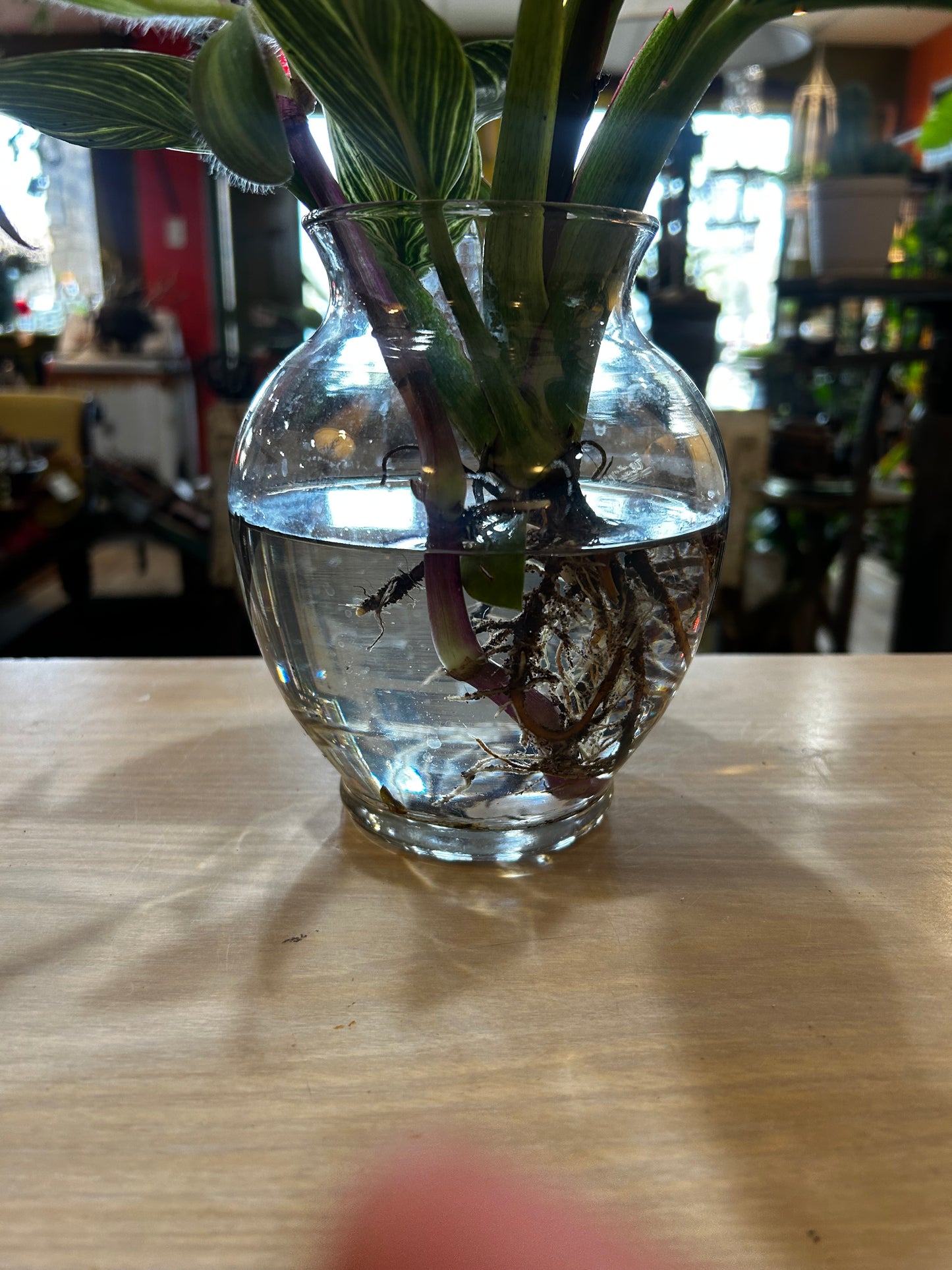 Rooted Calathea and Wandering Jew in Glass Vase