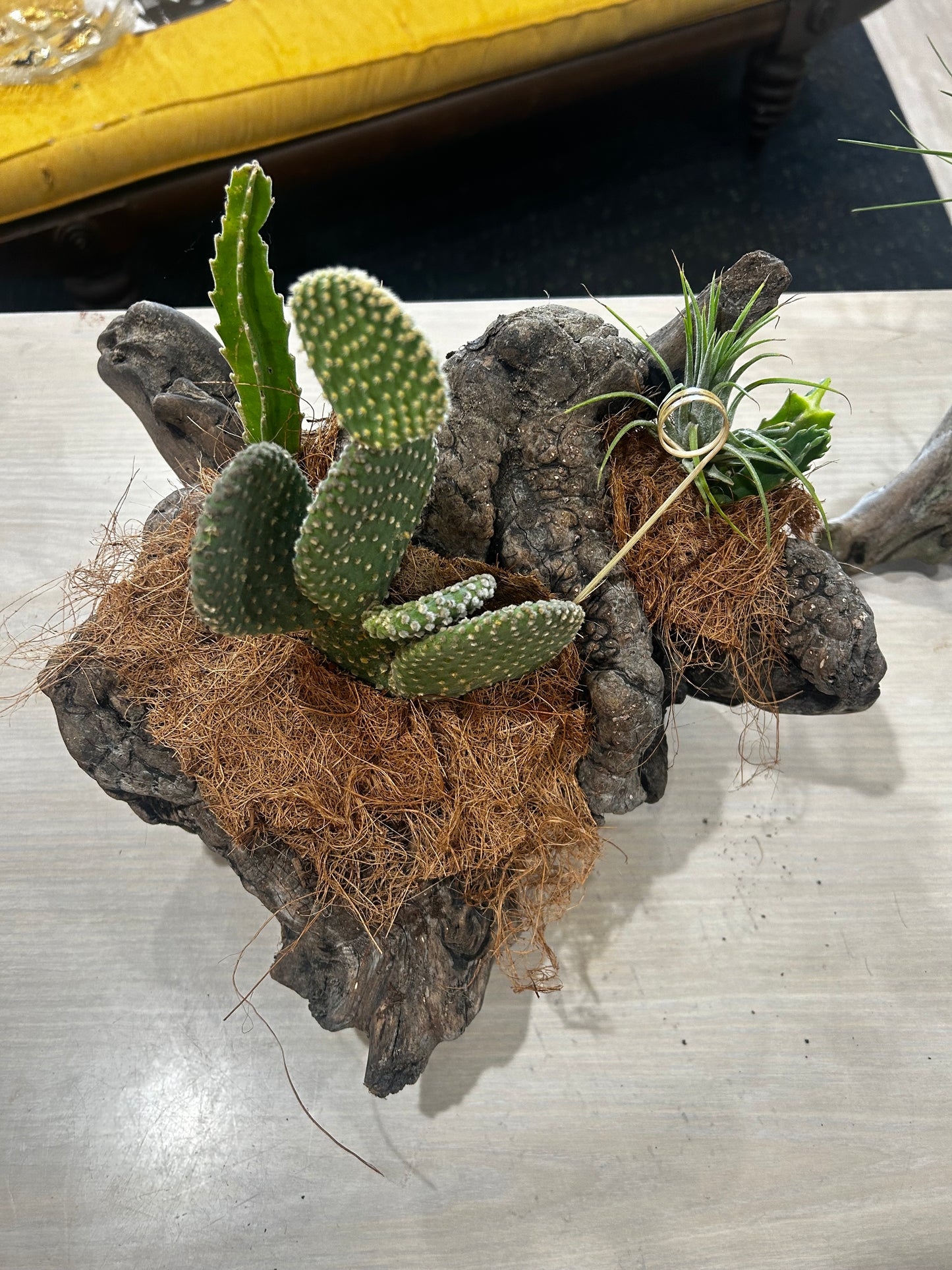 Bunny Ear Cactus, Star Cactus, Air Plant in Cactus Skelaton- Coconut Husk