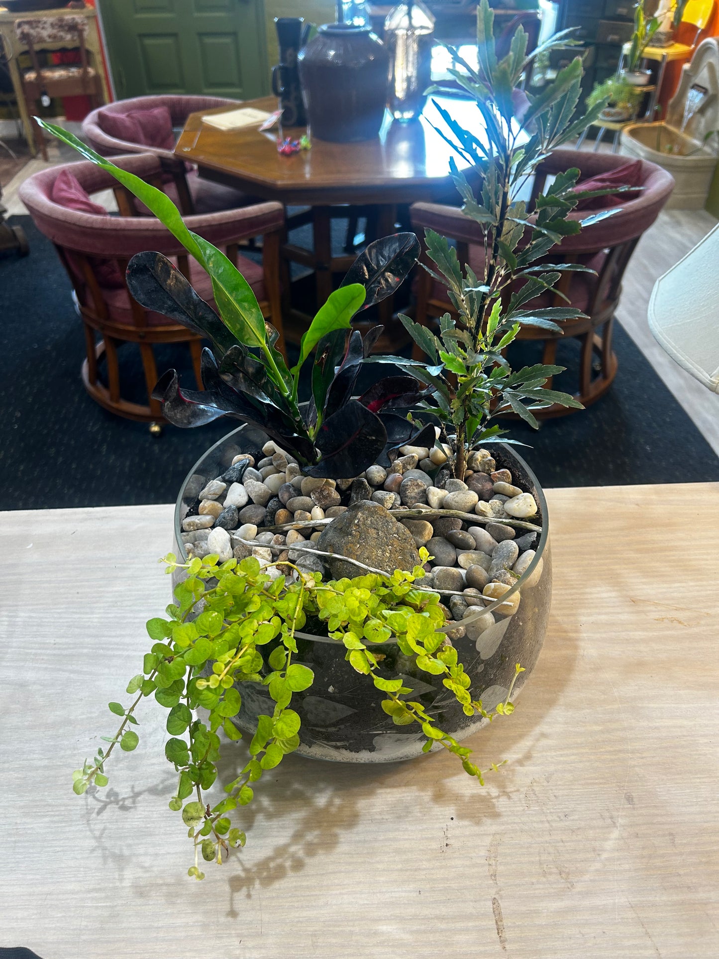 Terrarium- Crystal Bowl- Rocks- Croton, Creeping Jenny, Plerandra