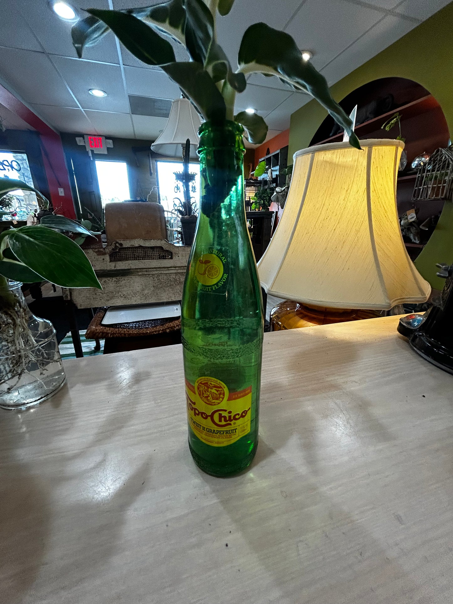 Rooted Dieffenbachia in Recycled Glass