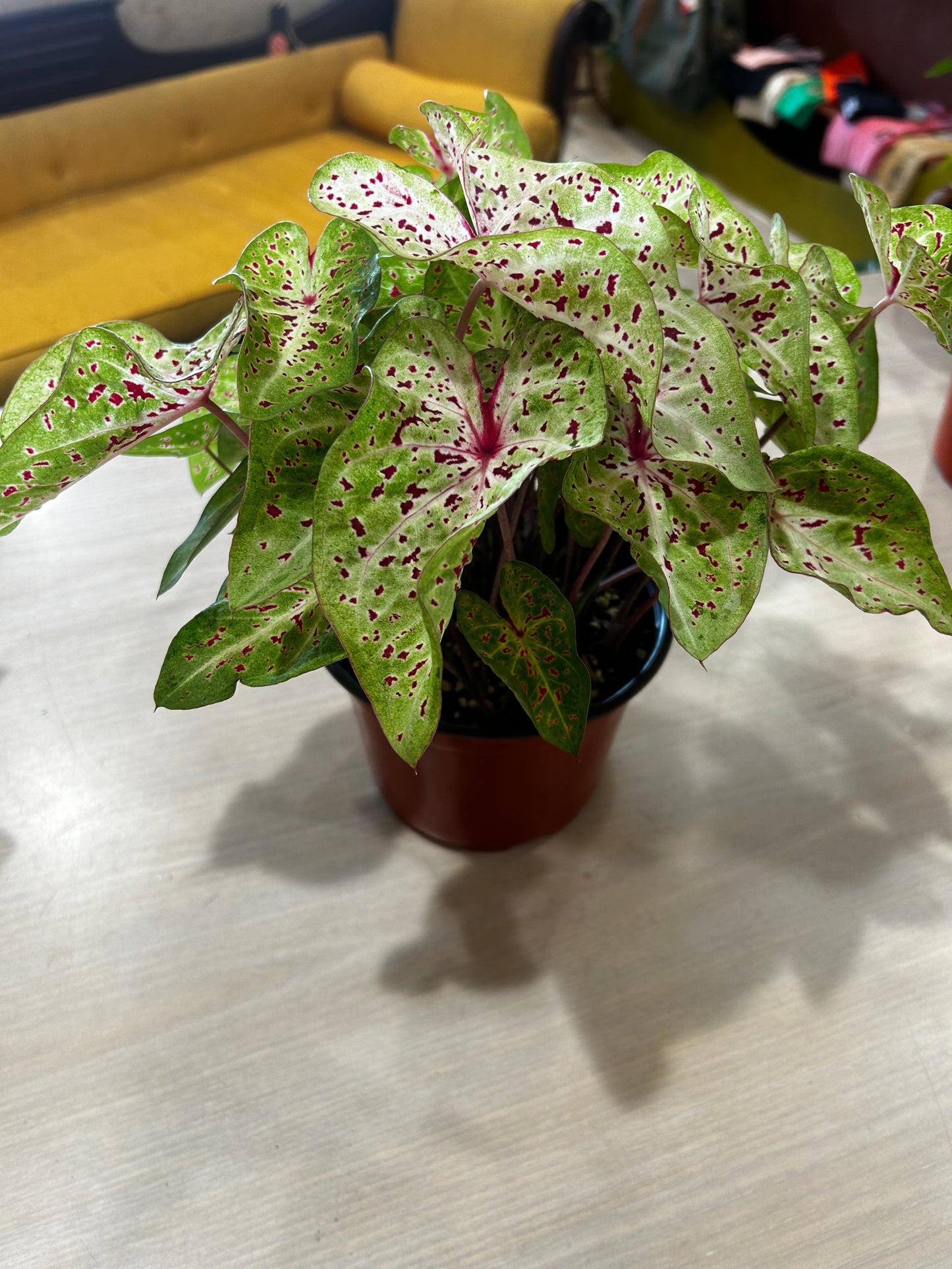 Miss Muffet Caladium