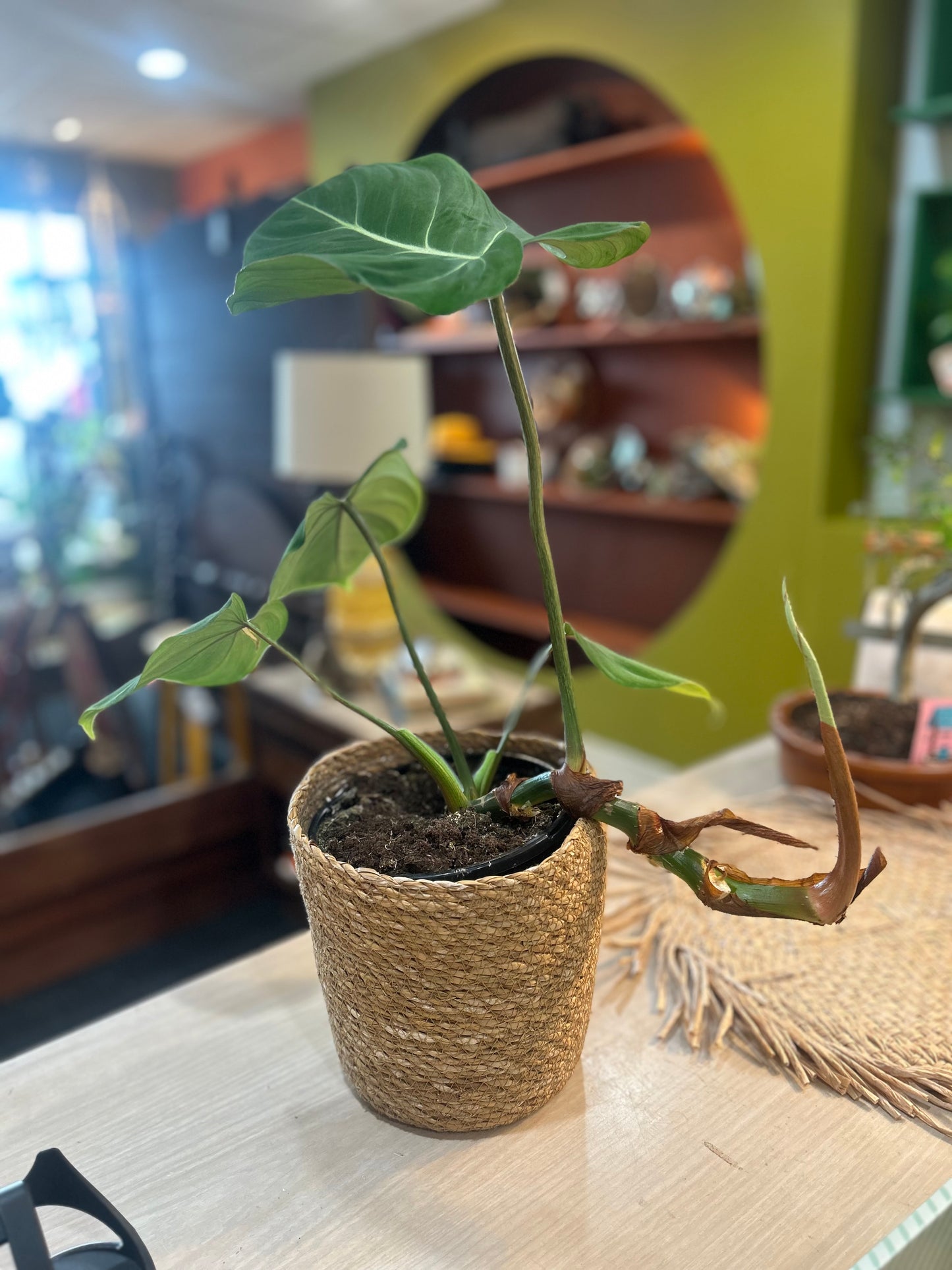 Philodendron Gloriousum Potted Plant