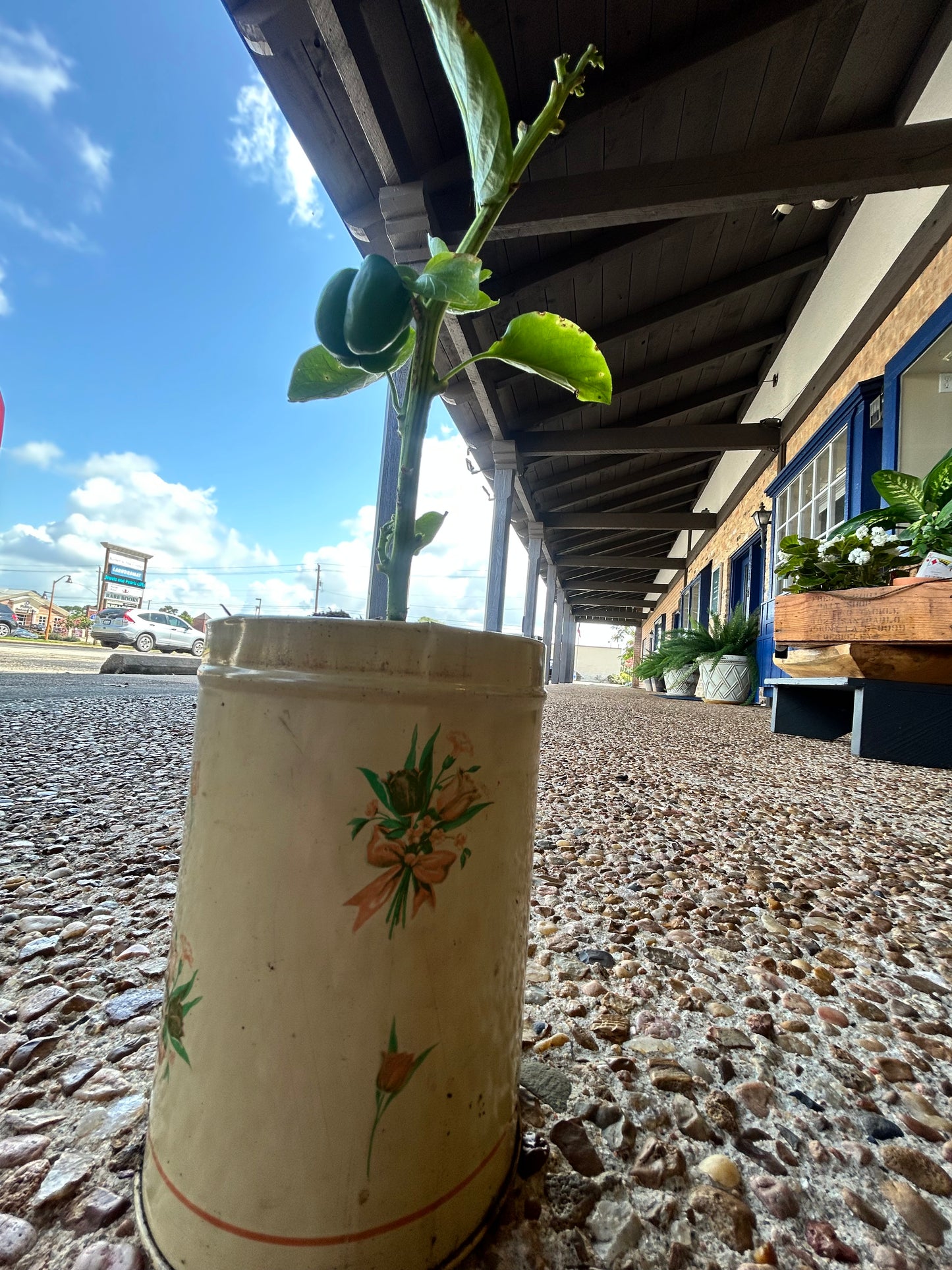 Bell Pepper Plant in Antique Flower Tin