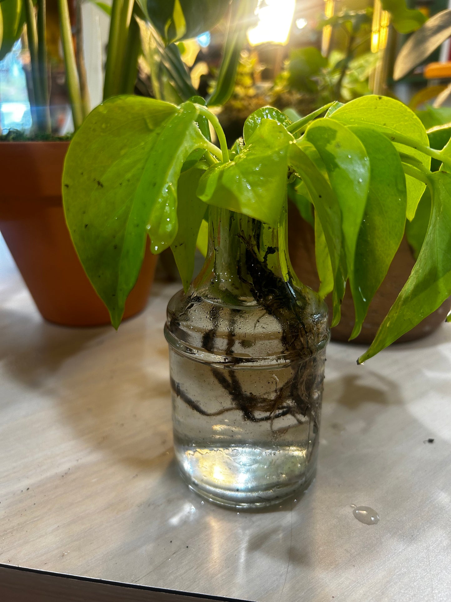 Rooted Neon Pothos in Water Vase