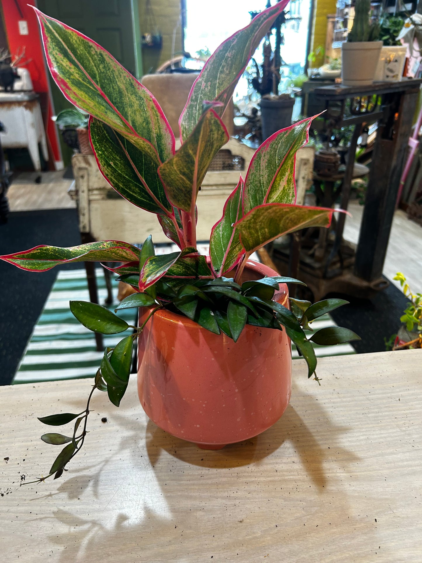 Algaonema and Creeping Hoya in Pink Pot