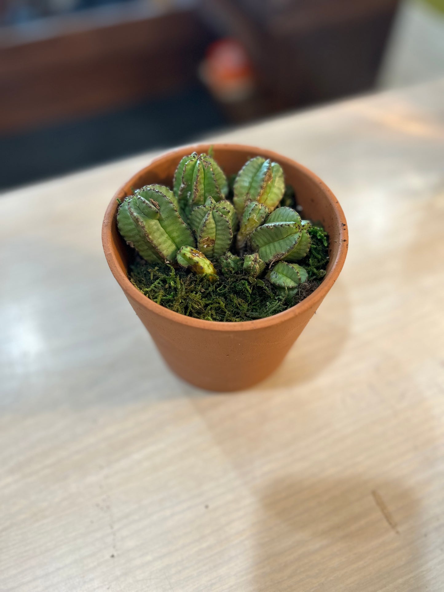 Baby Euphorbia/ Tanzanian Zipper Cactus in Terracotta